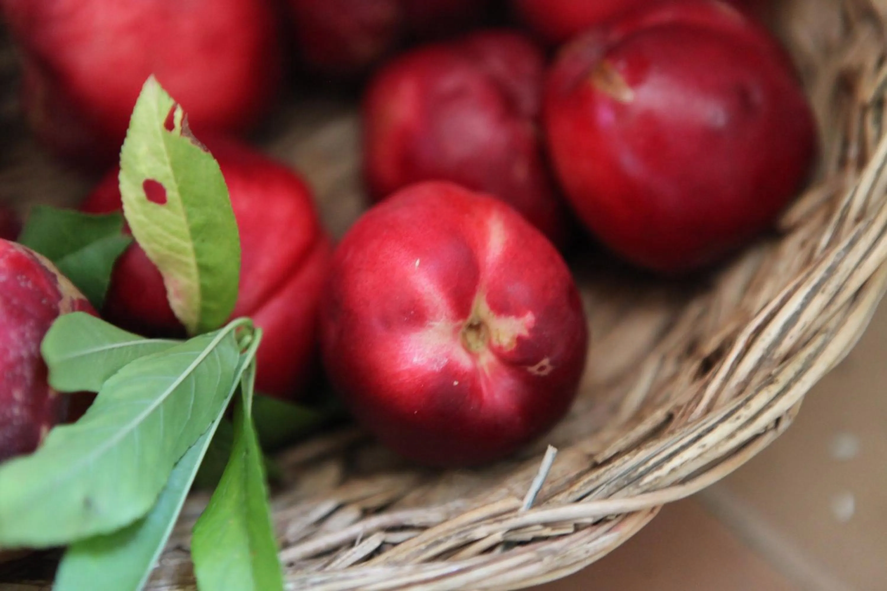 Food and drinks in B&B Podere Merlo