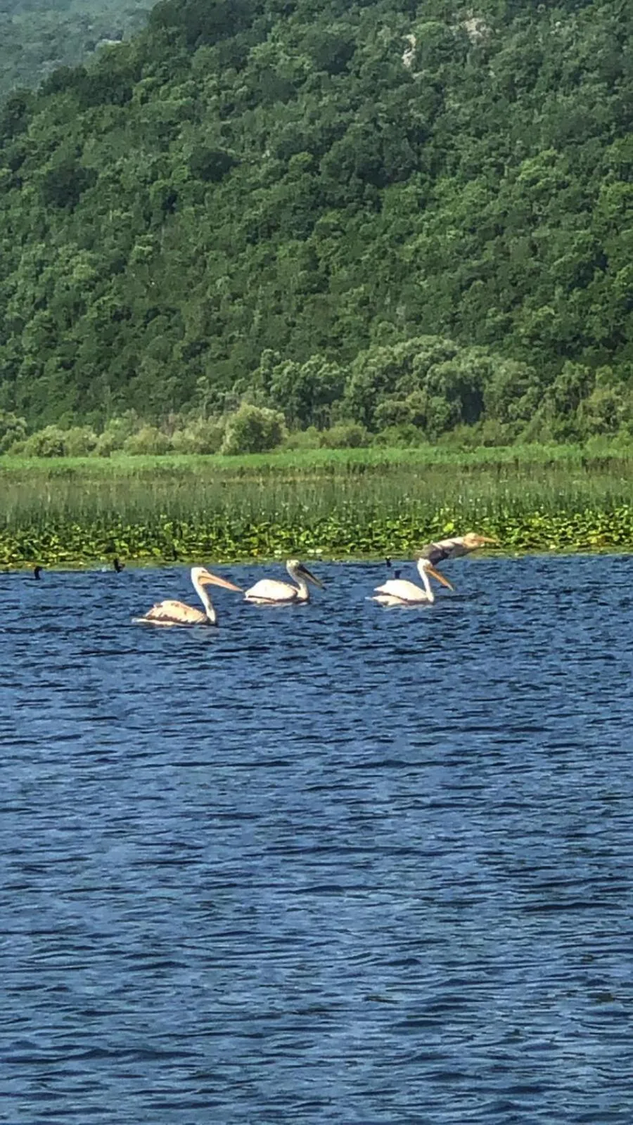 Animals in Hotel Pelikan