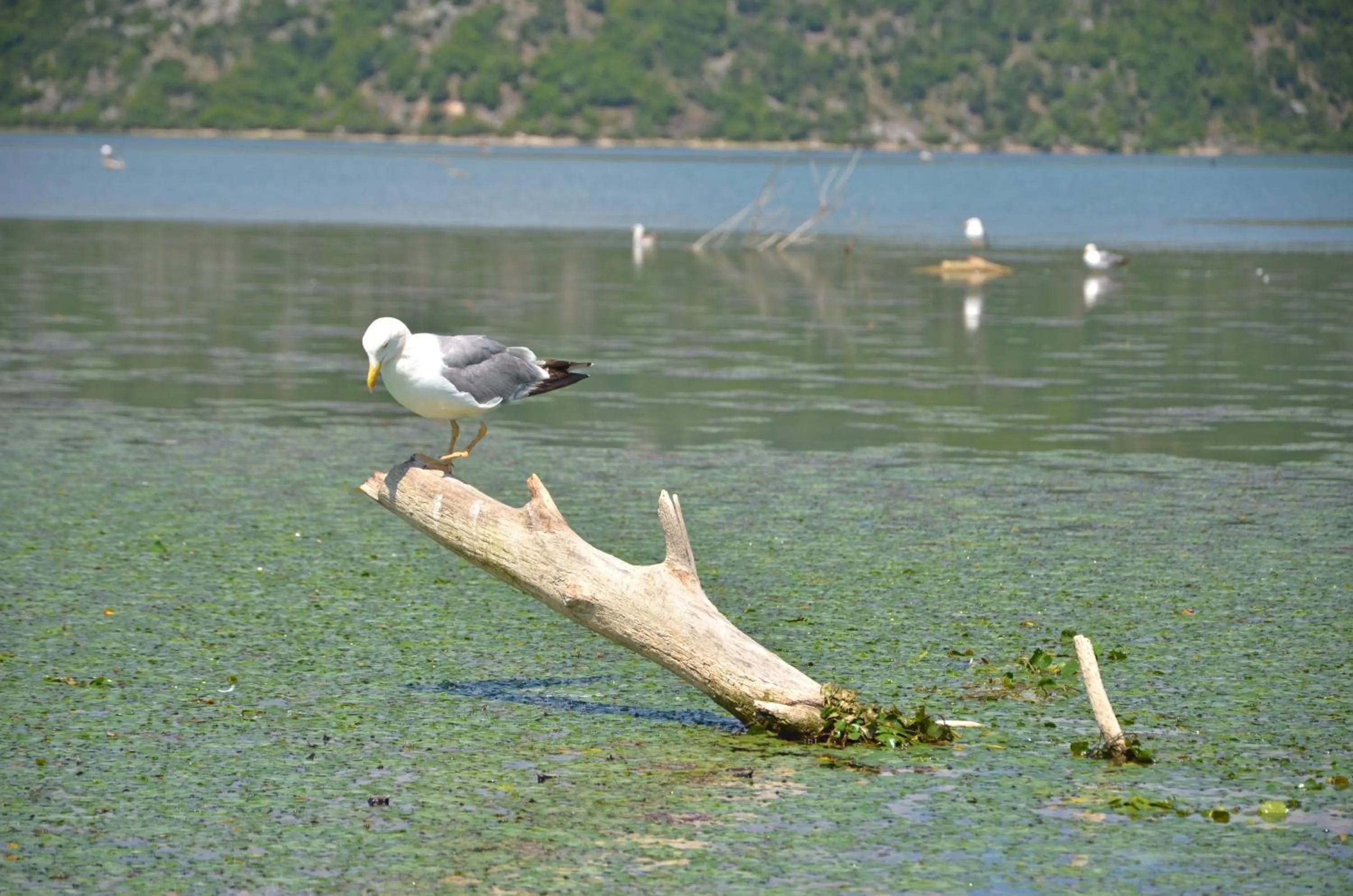 Canoeing in Hotel Pelikan