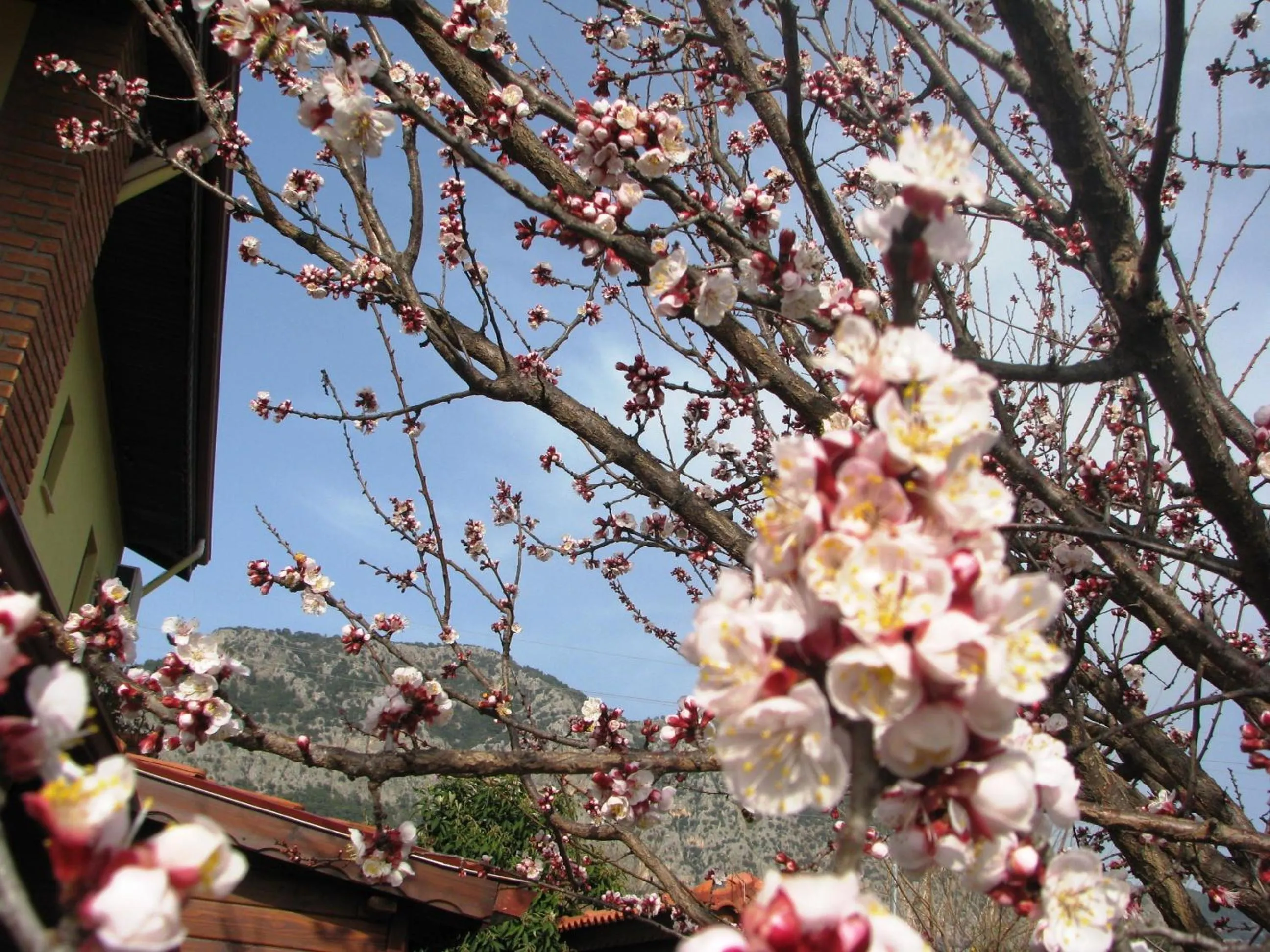 Garden in Kybele Hotel Gocek