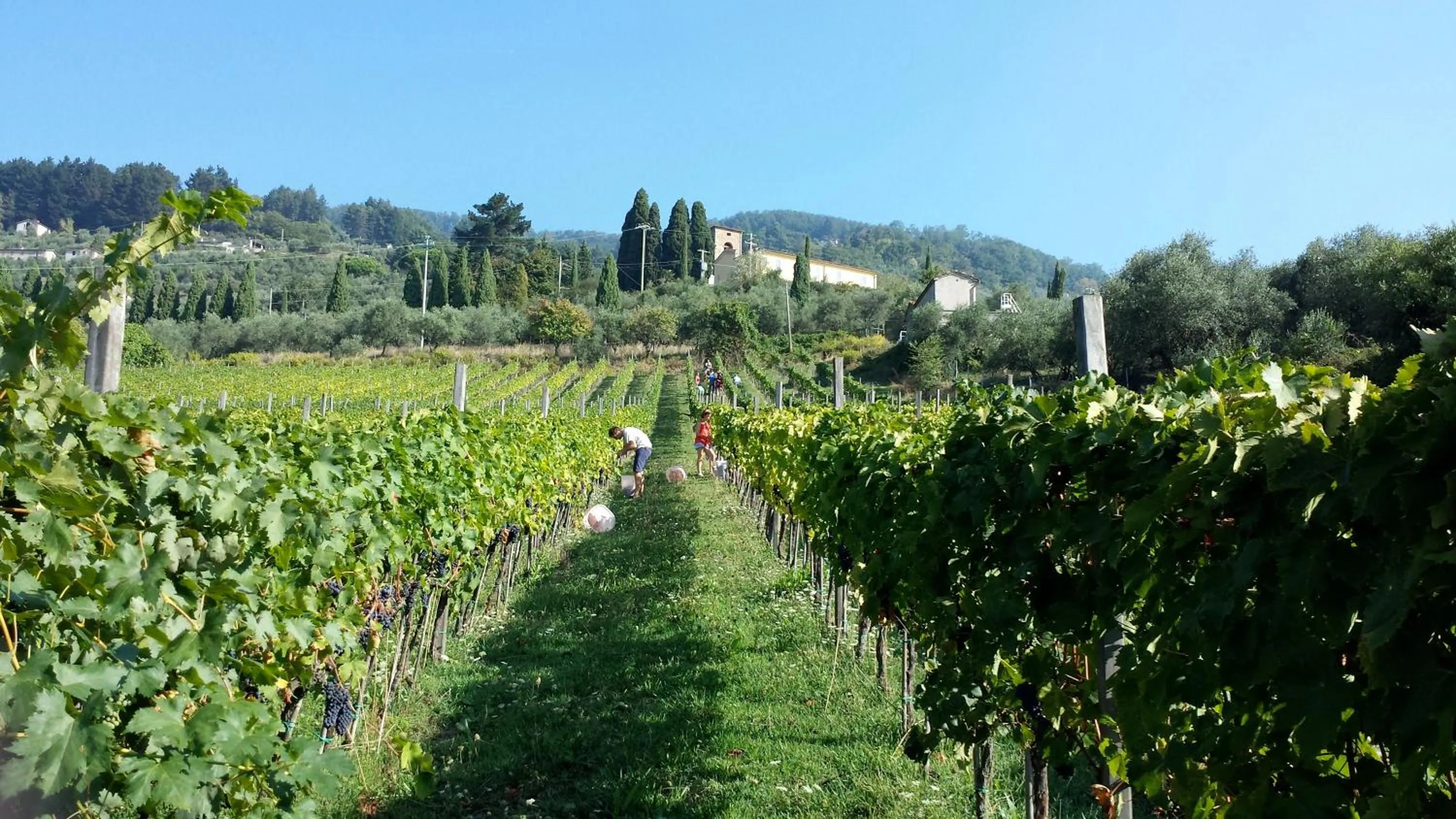 Fattoria Gambaro di Petrognano