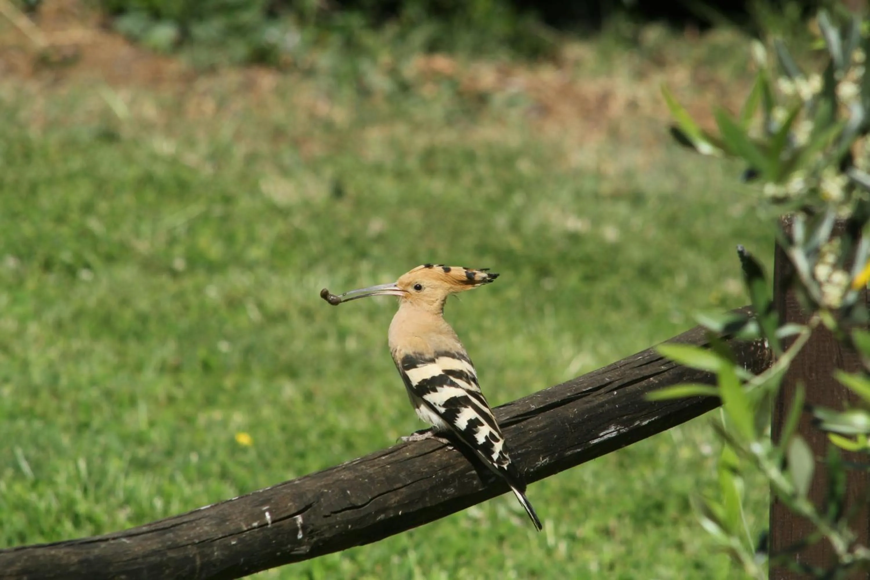 Fattoria Gambaro di Petrognano