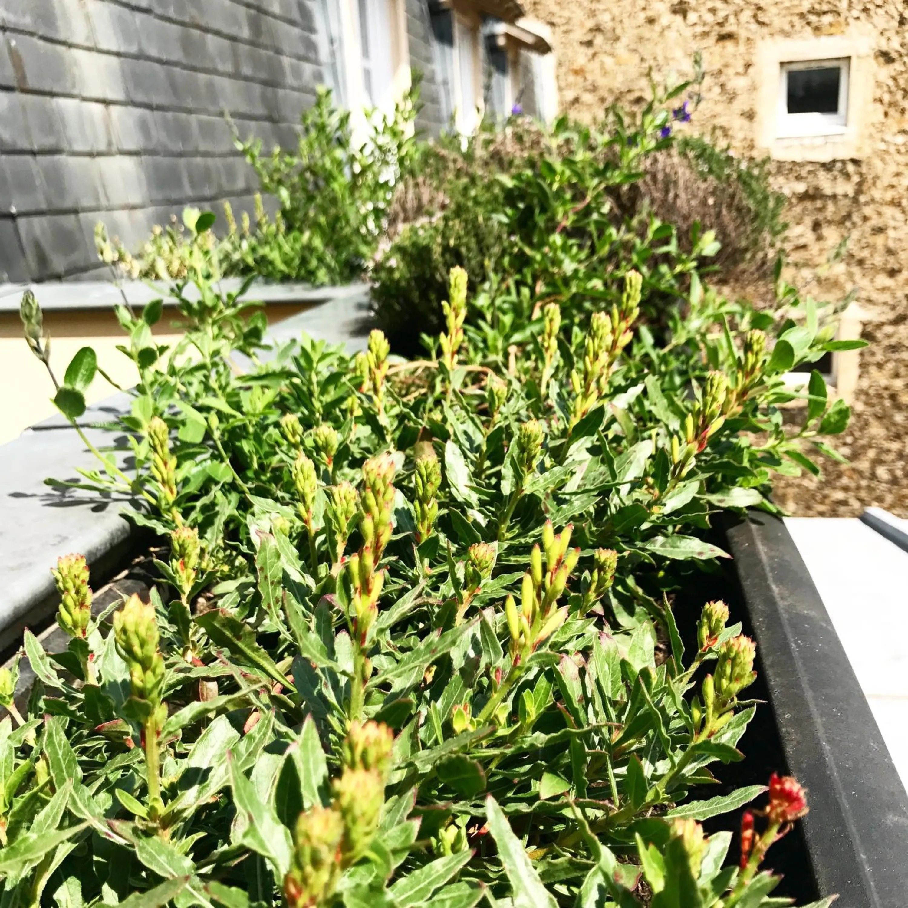 Balcony/Terrace in Hôtel Recamier