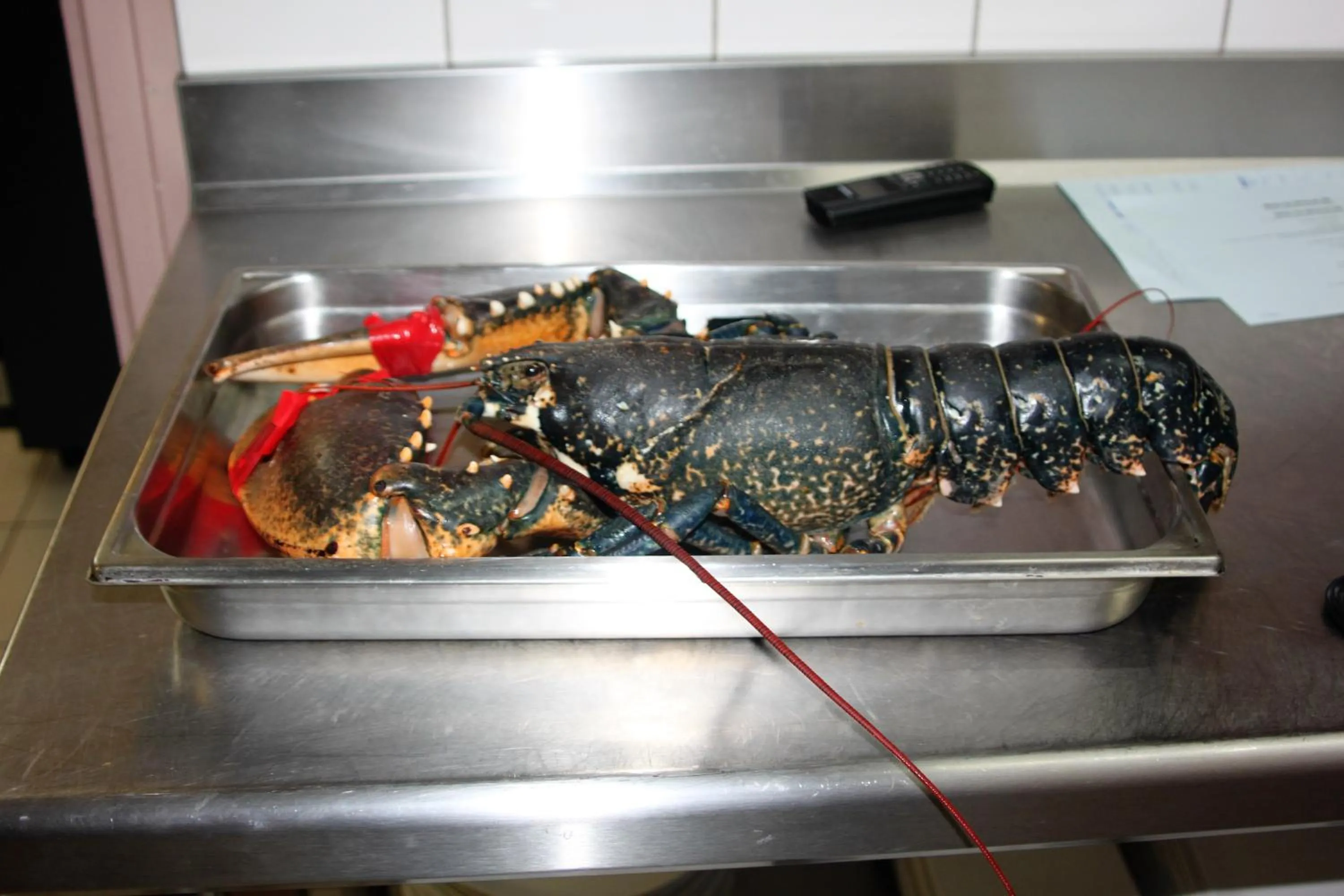 Food and drinks in Hôtel - Restaurant l'Hortensia