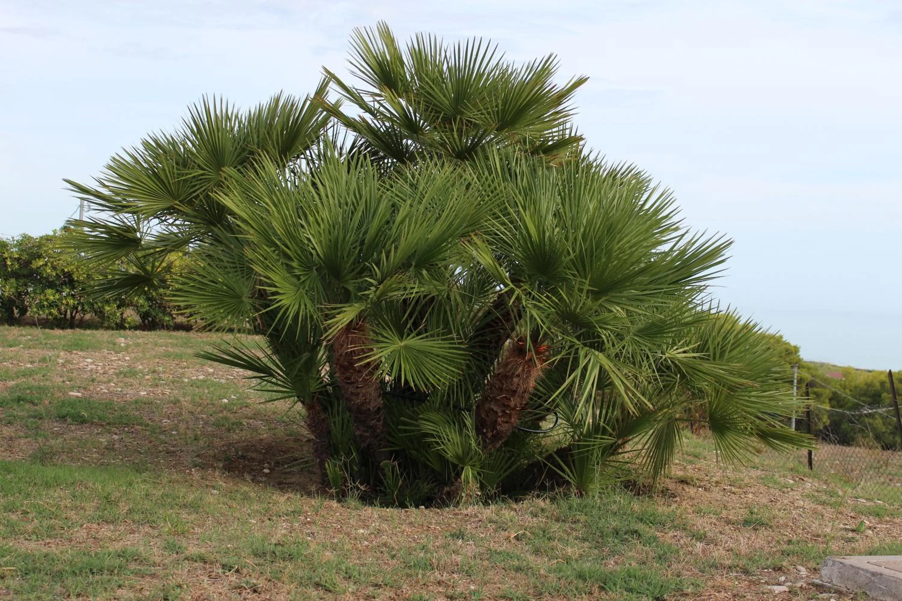 Floor plan in B&B L'EDEN DI CAPO BIANCO