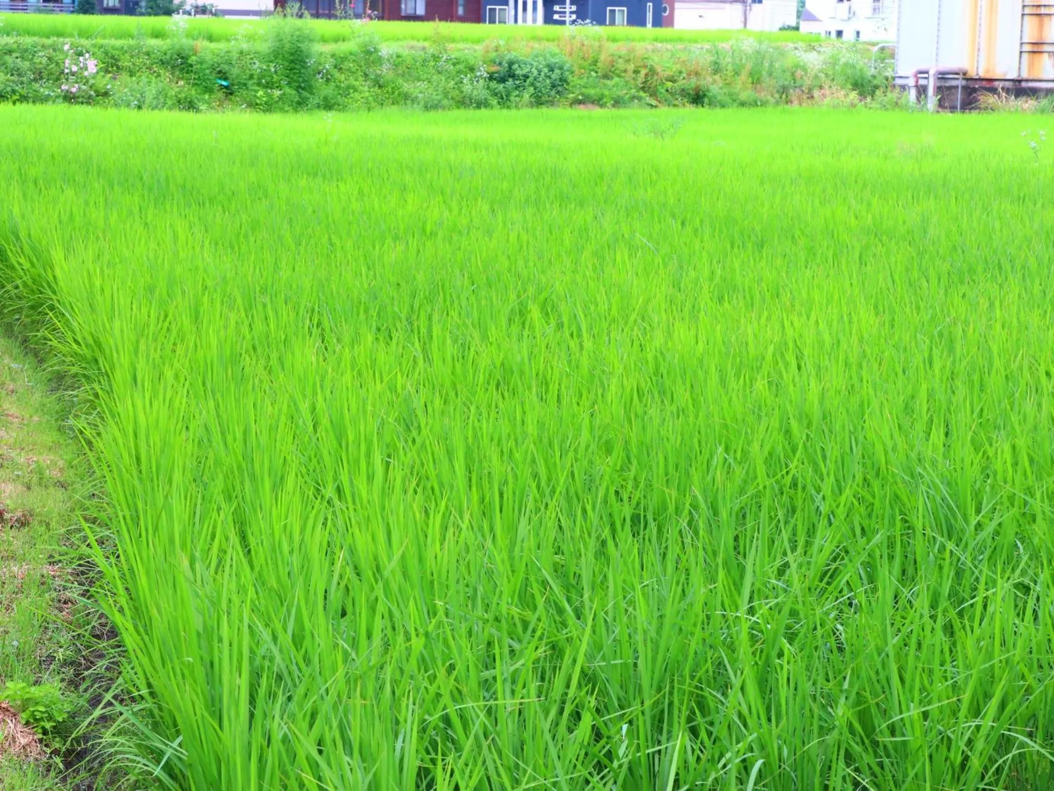 Natural landscape in Takanoya