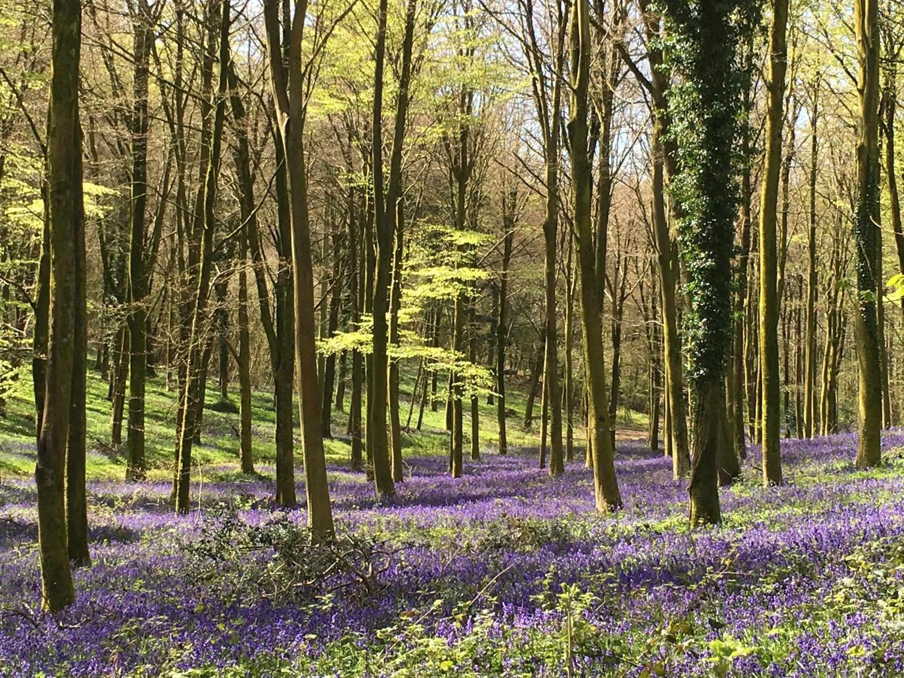 Charlton End - Goodwood Events