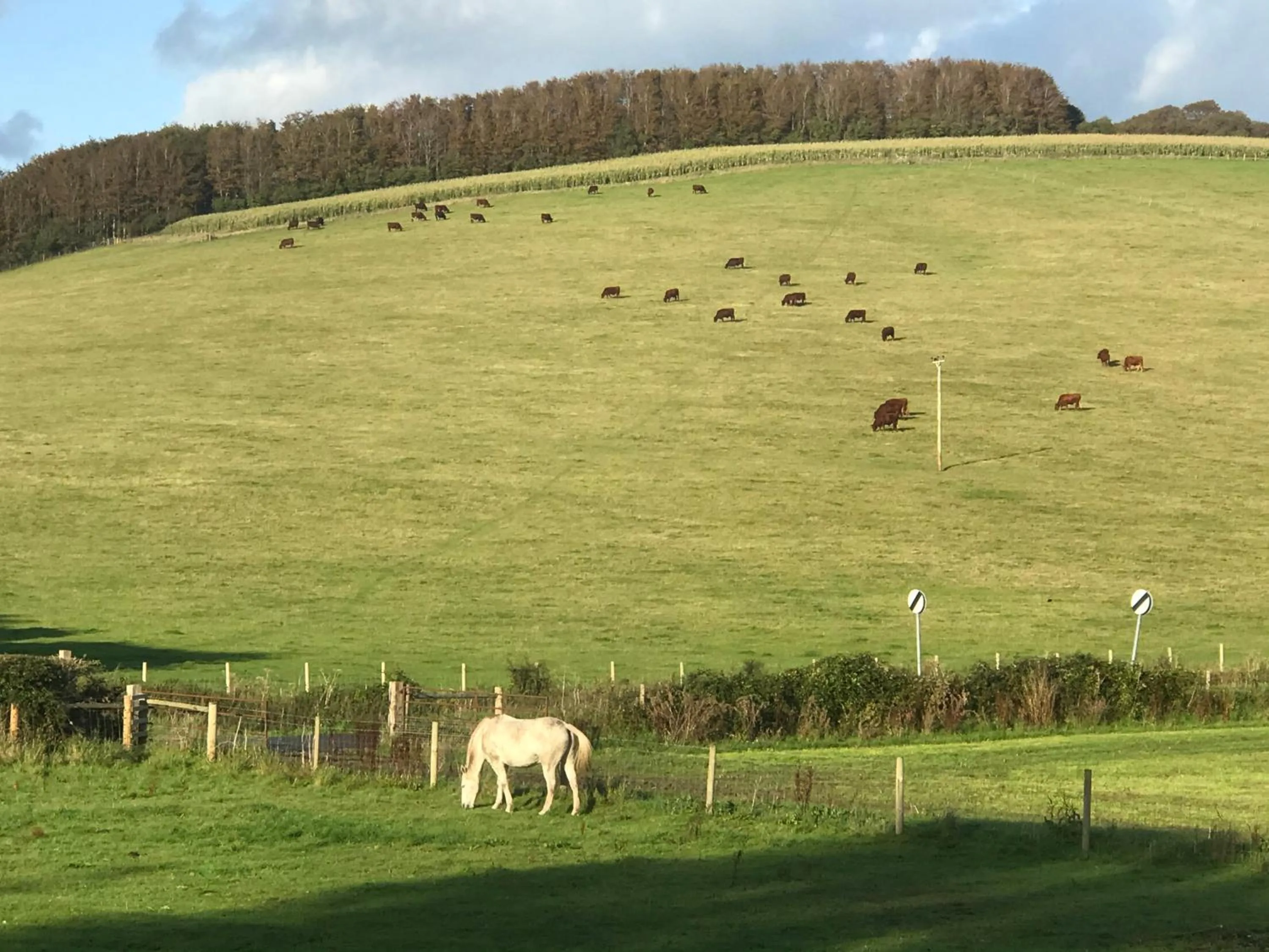Charlton End - Goodwood Events