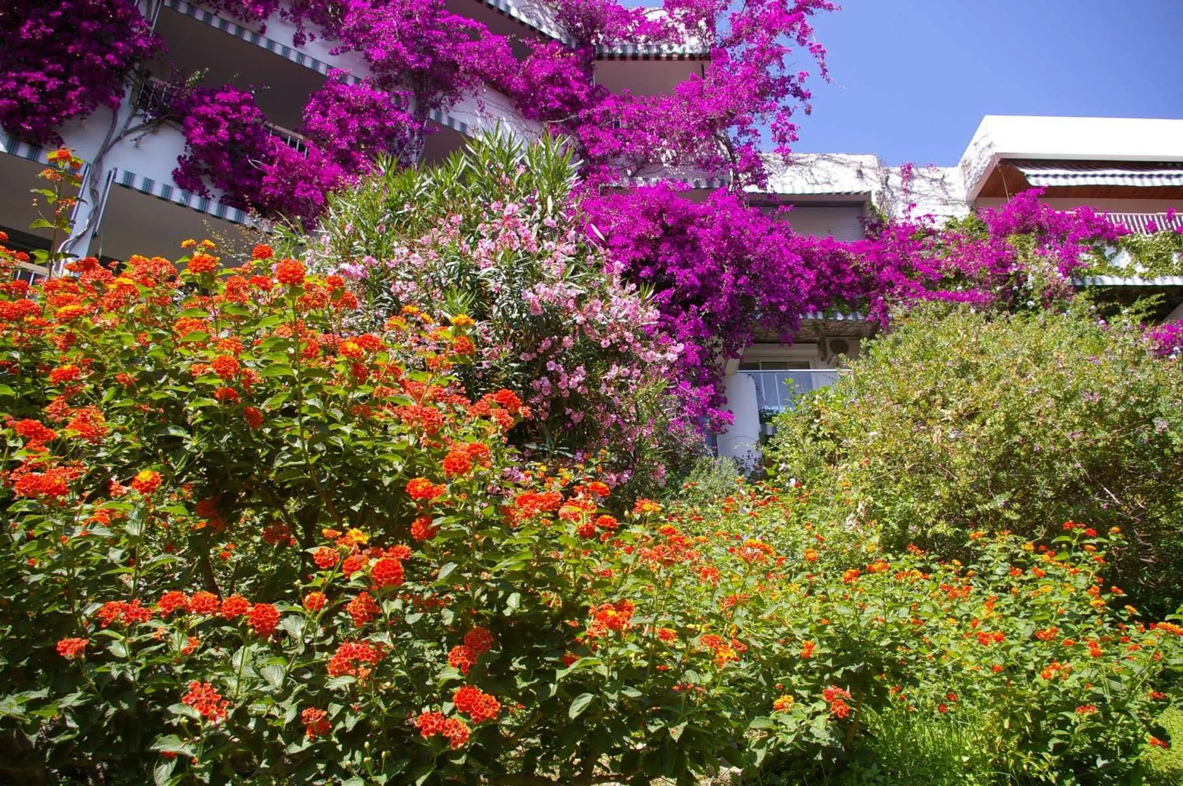 Garden view in Hôtel Pietracap