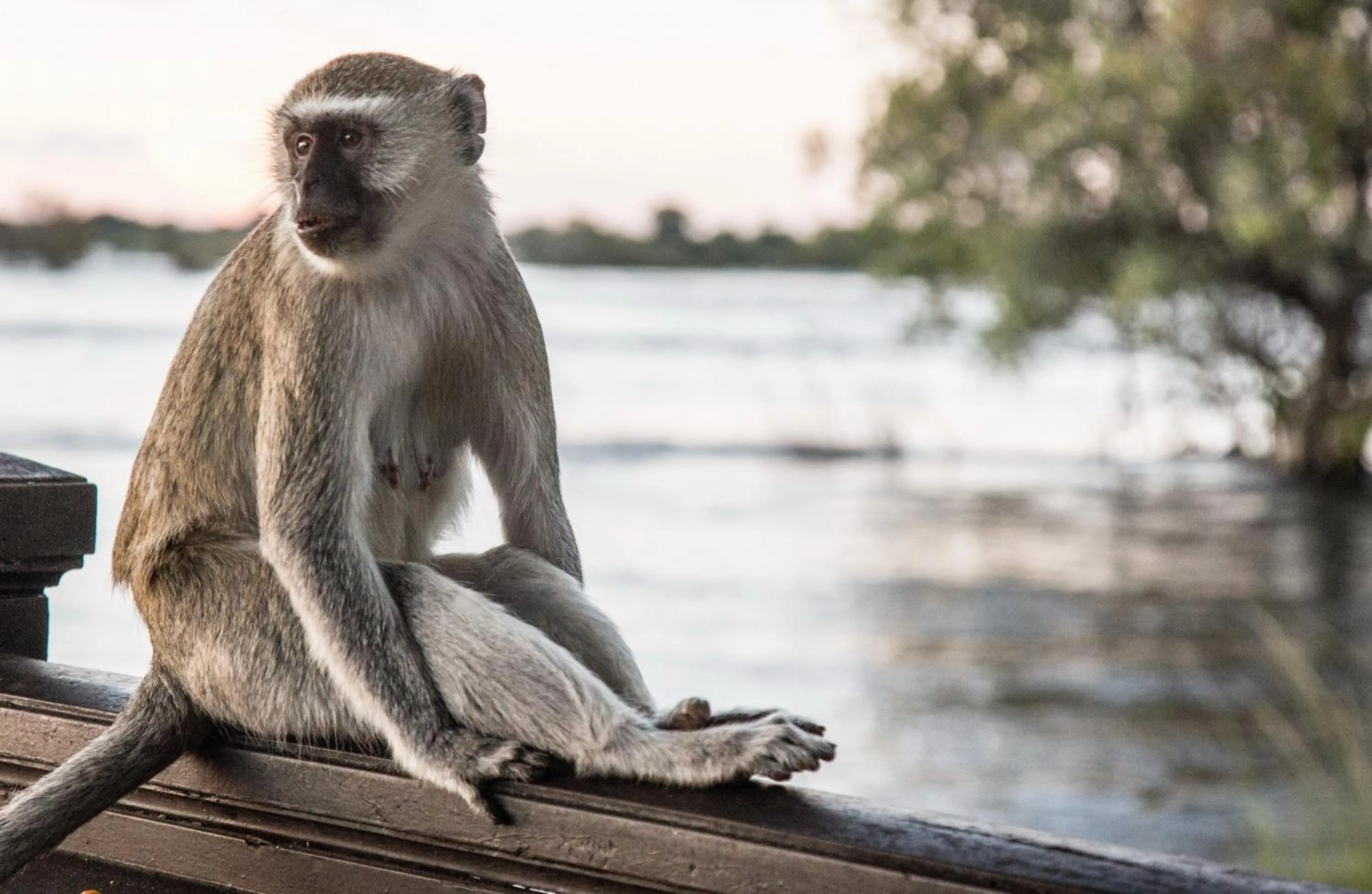 Animals in Royal Livingstone Hotel by Anantara
