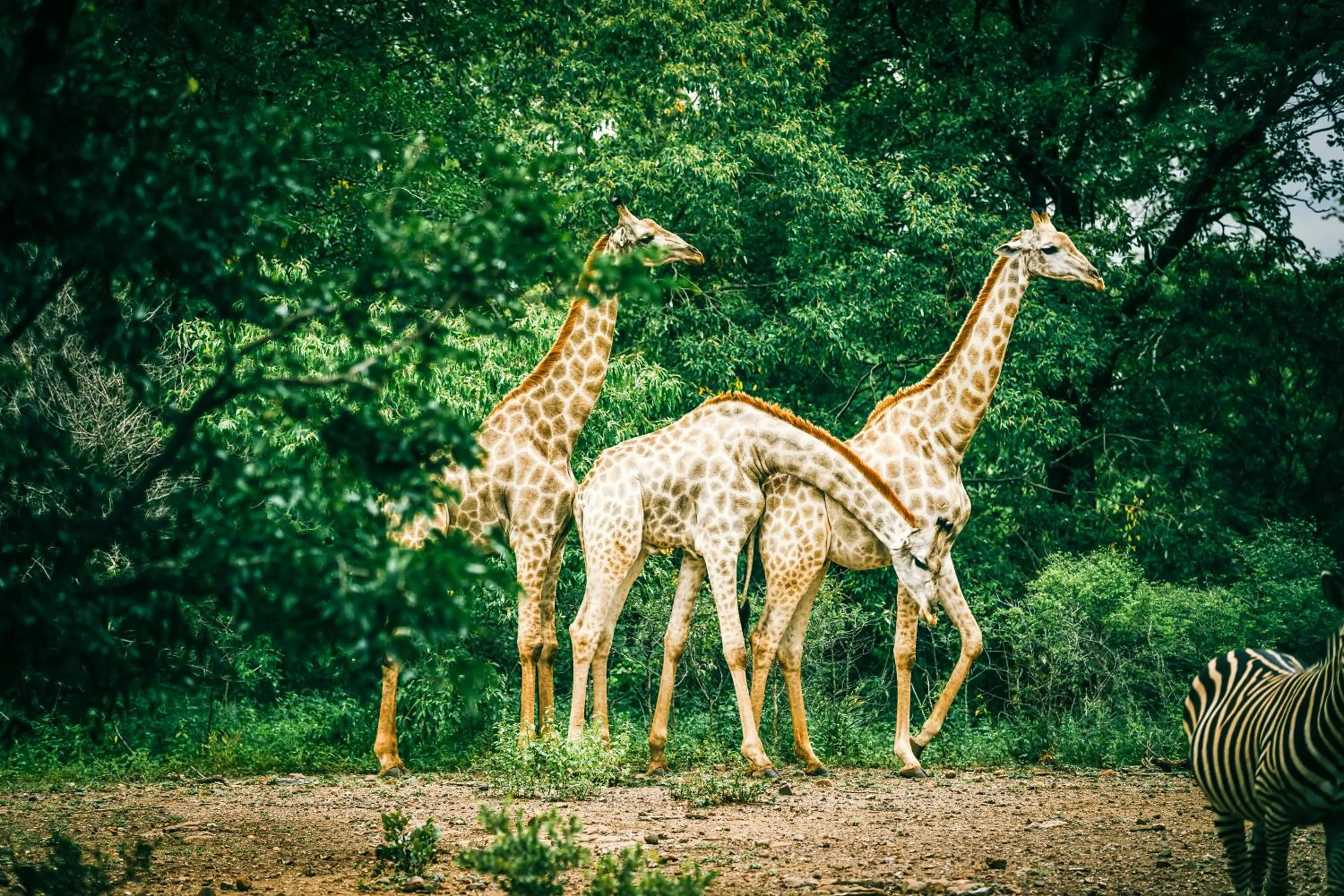 Animals in Royal Livingstone Hotel by Anantara