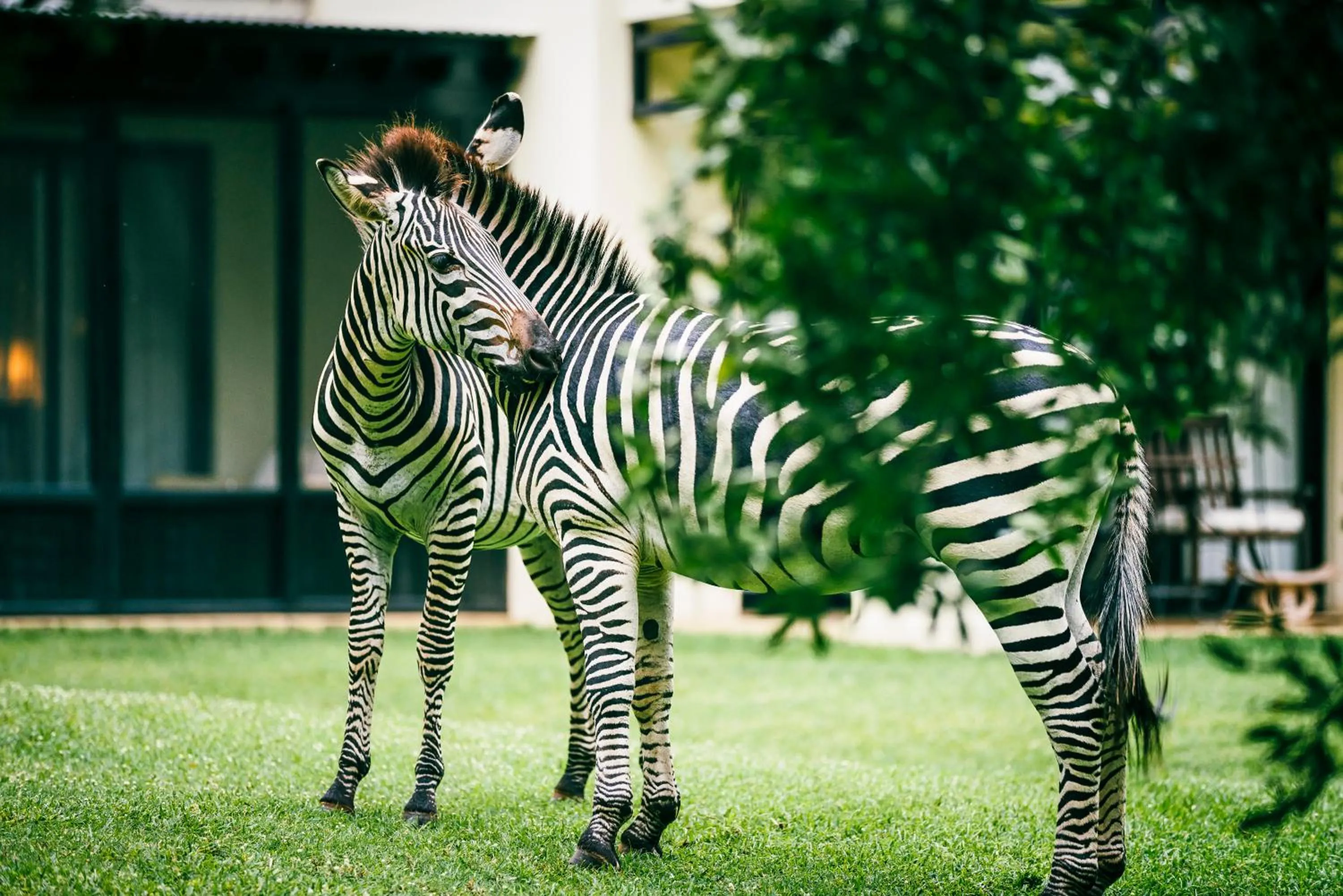 Animals in Royal Livingstone Hotel by Anantara