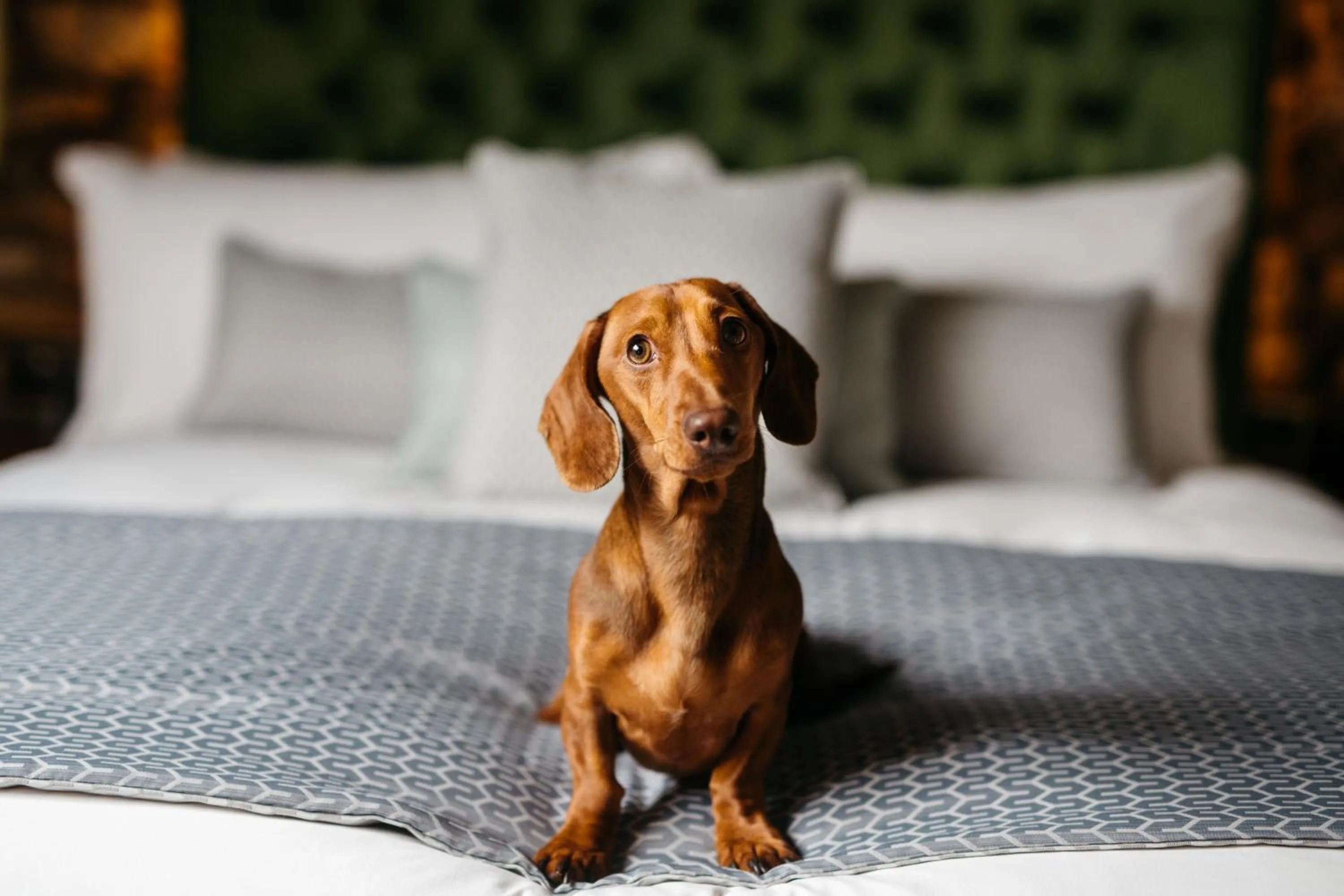 Bedroom, Bed in Quite Simply French