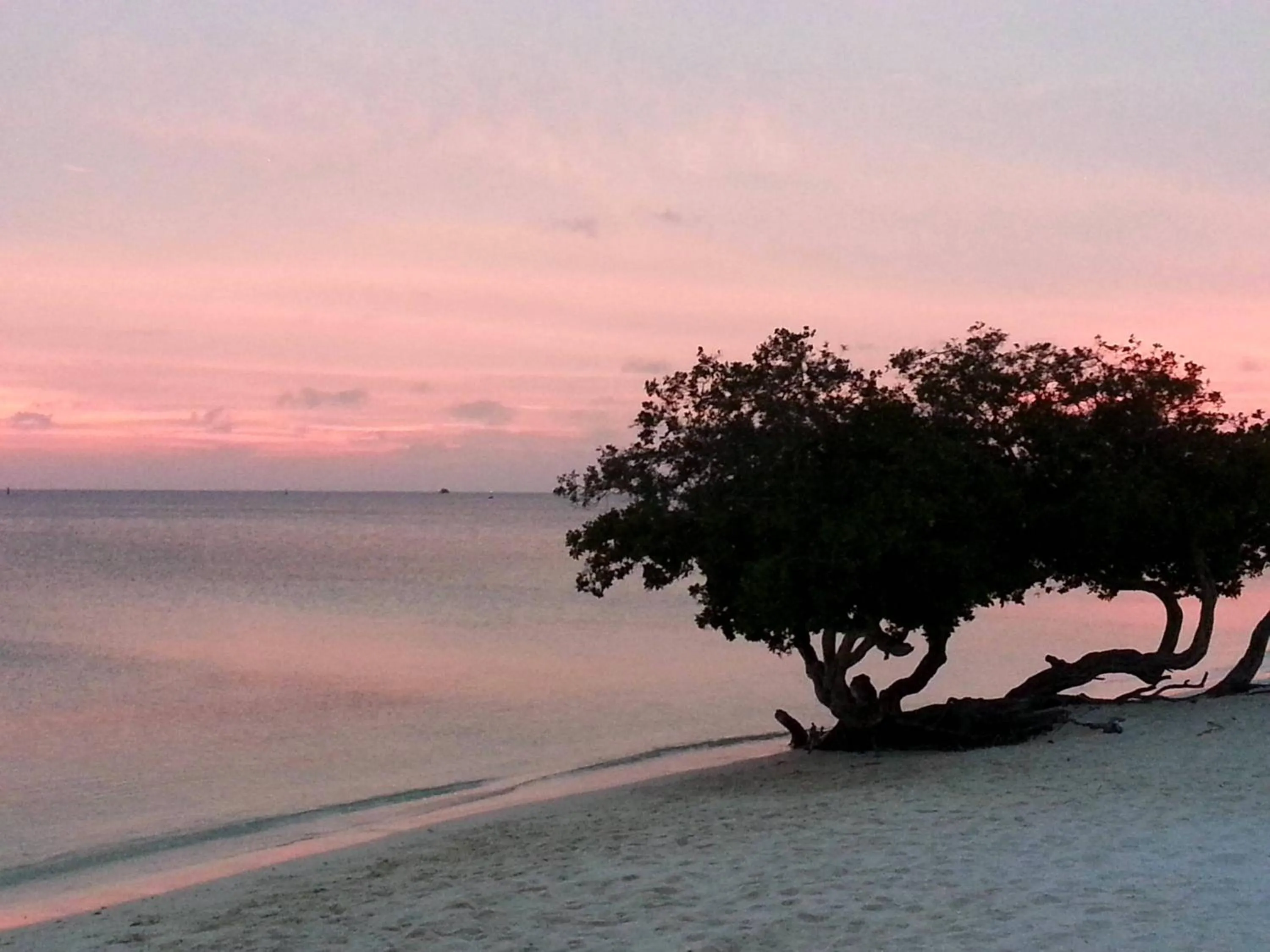 Beach in Aruba Surfside Marina