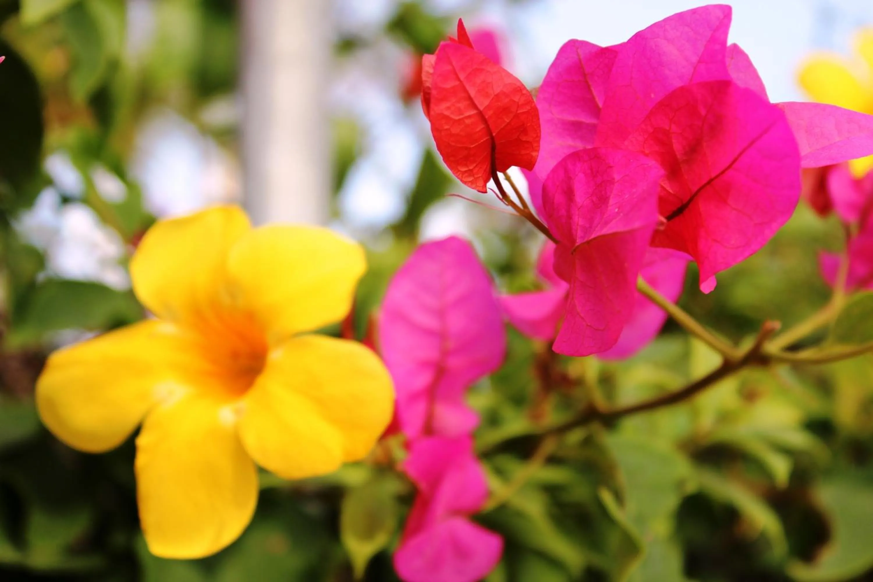 Garden in Aruba Surfside Marina