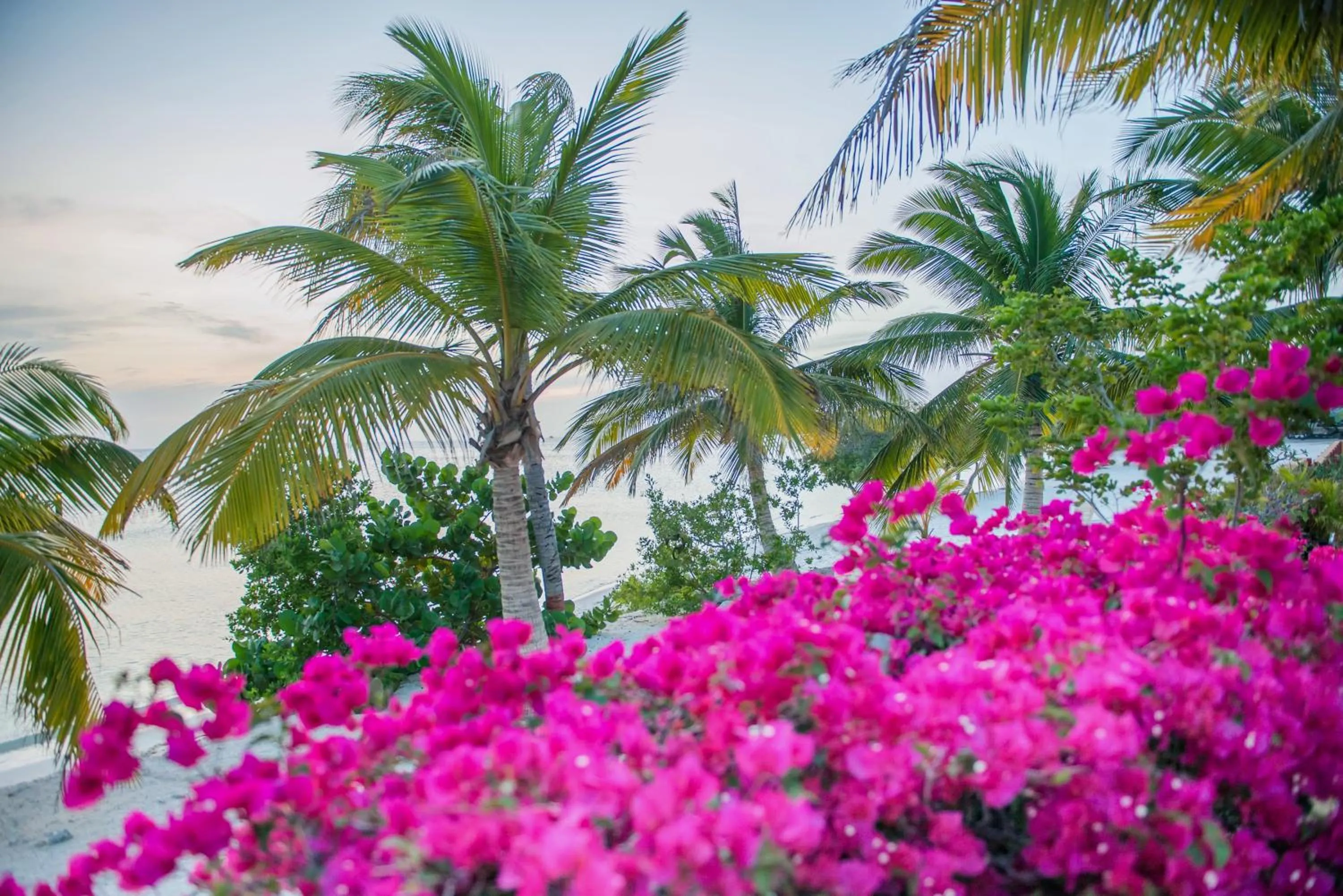 Natural landscape in Aruba Surfside Marina