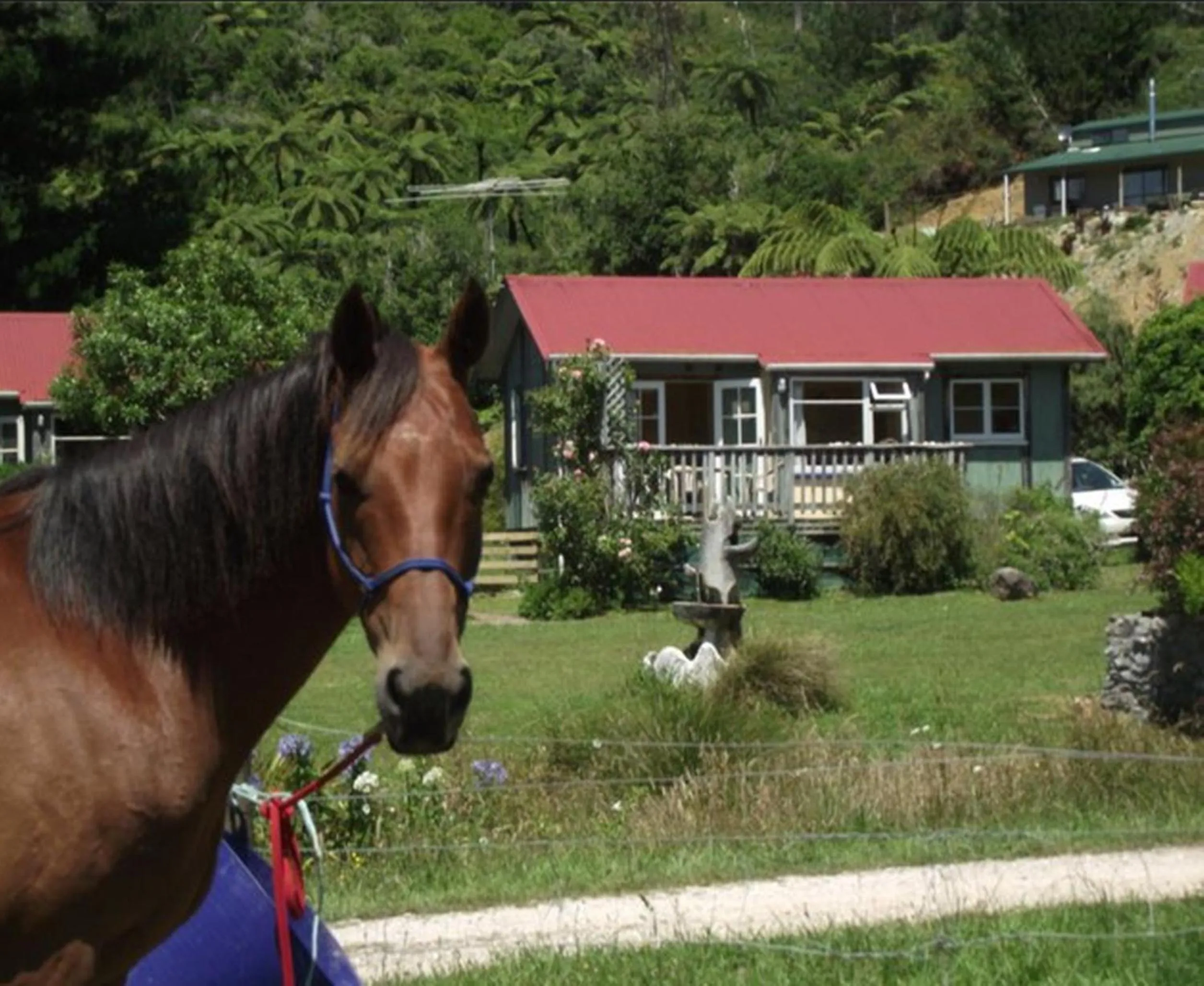 Pets in The Sandcastle