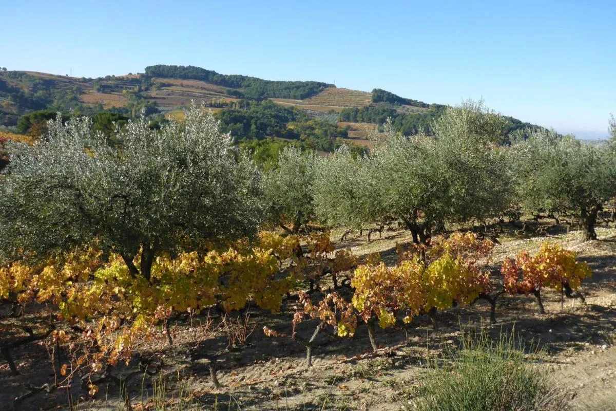 Les Arcades Le Lion D'or