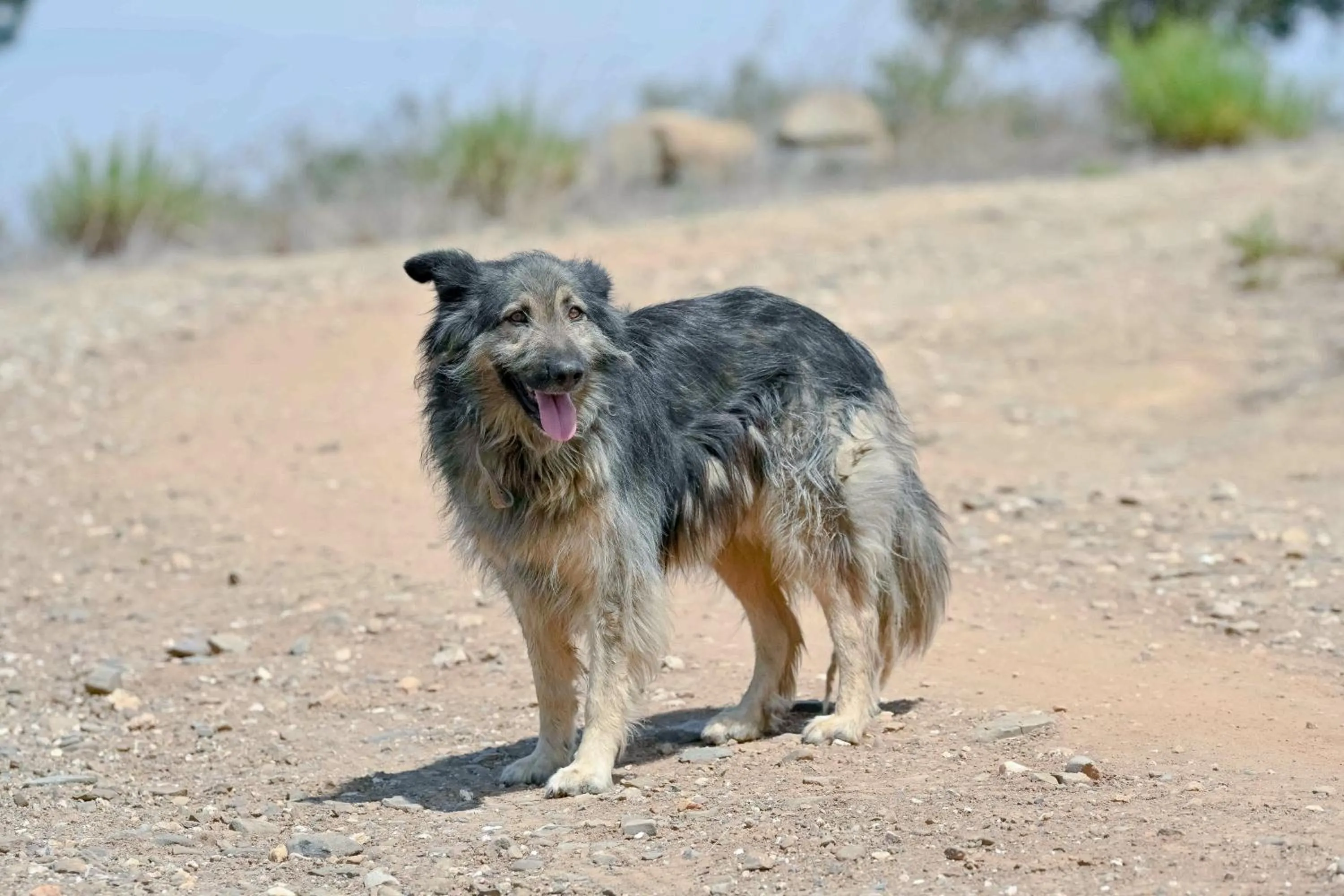 Pets in A Serenada Enoturismo