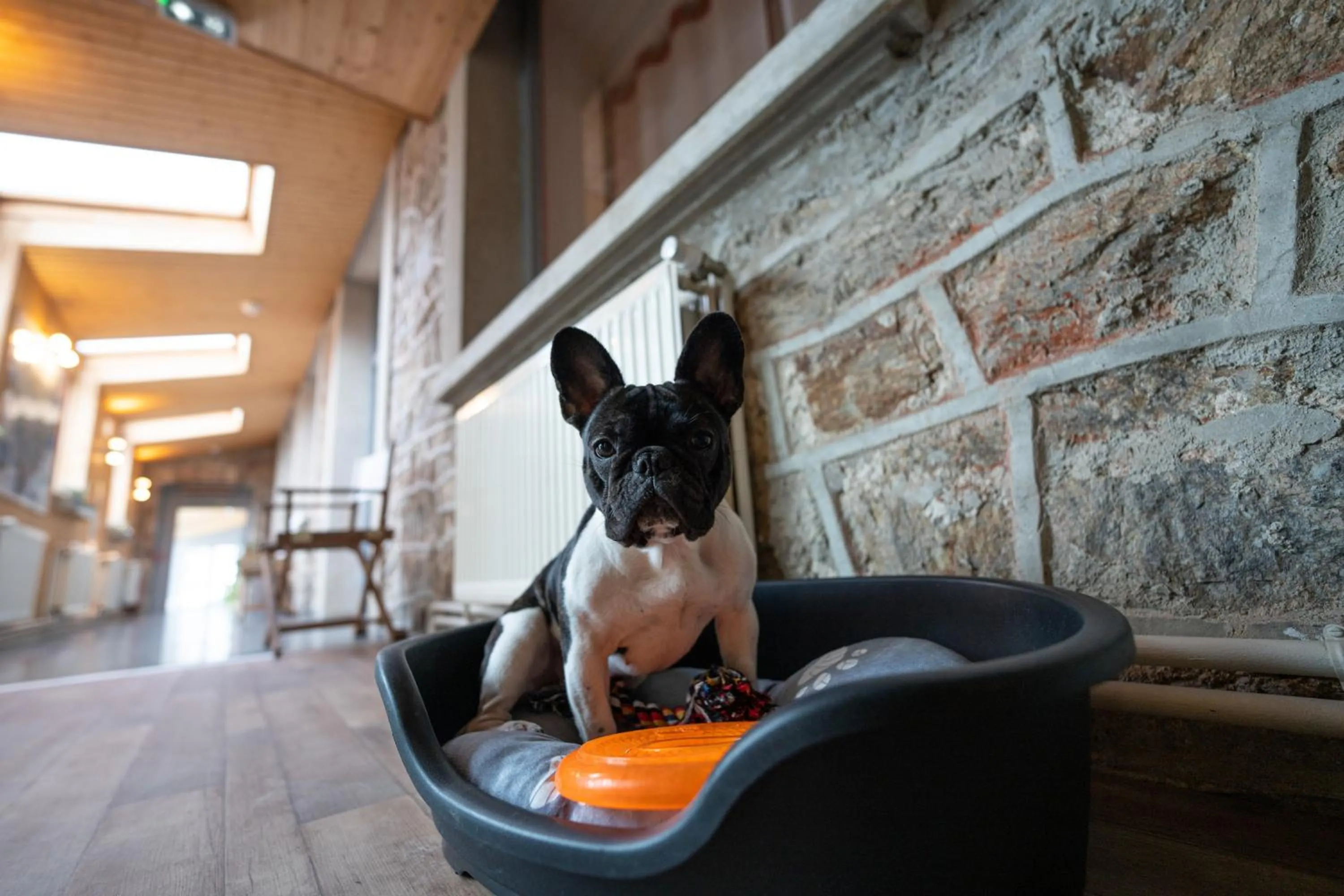 Animals in Hob Fort du Pré