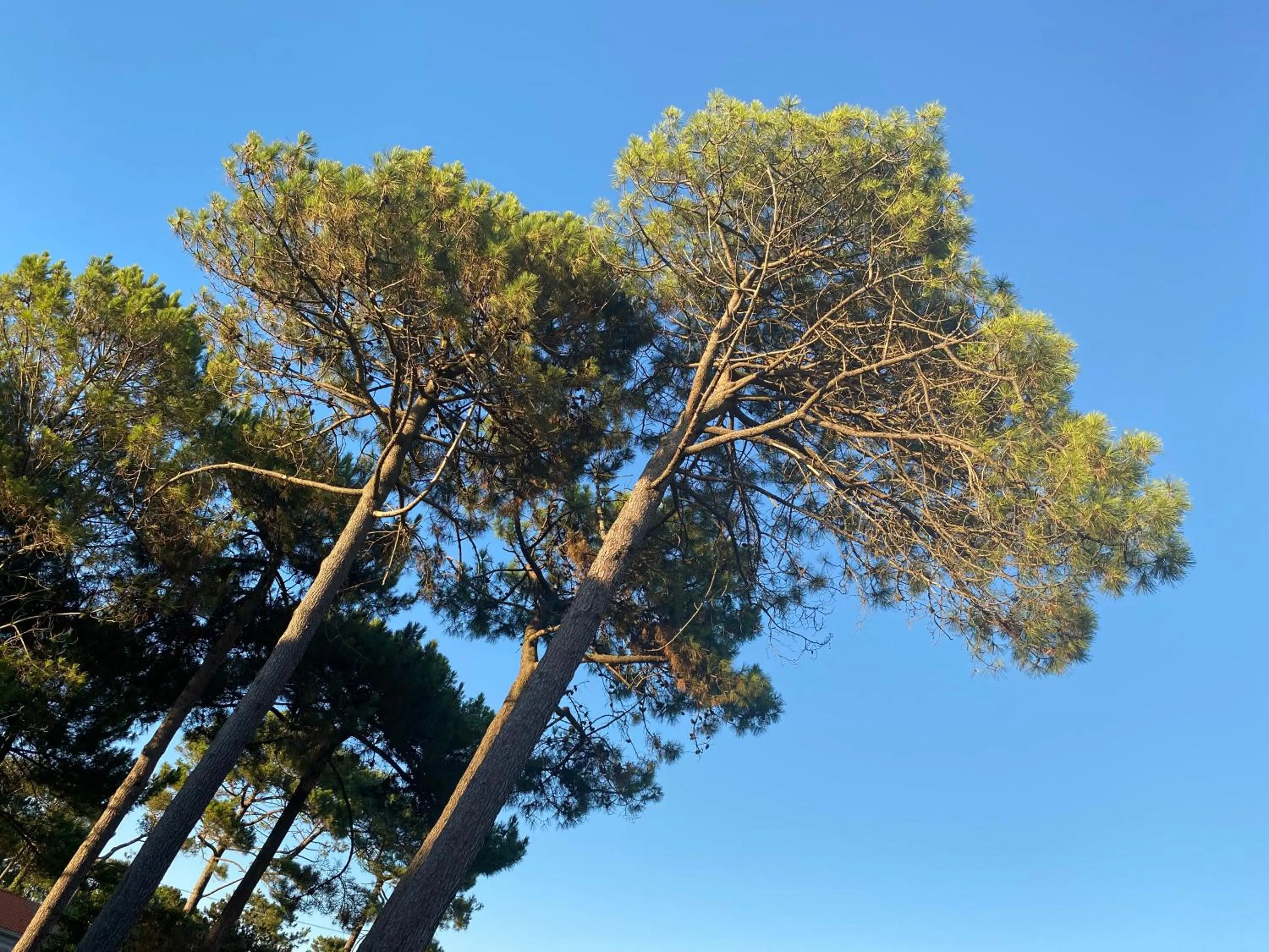 Les Vagues Hôtel Restaurant