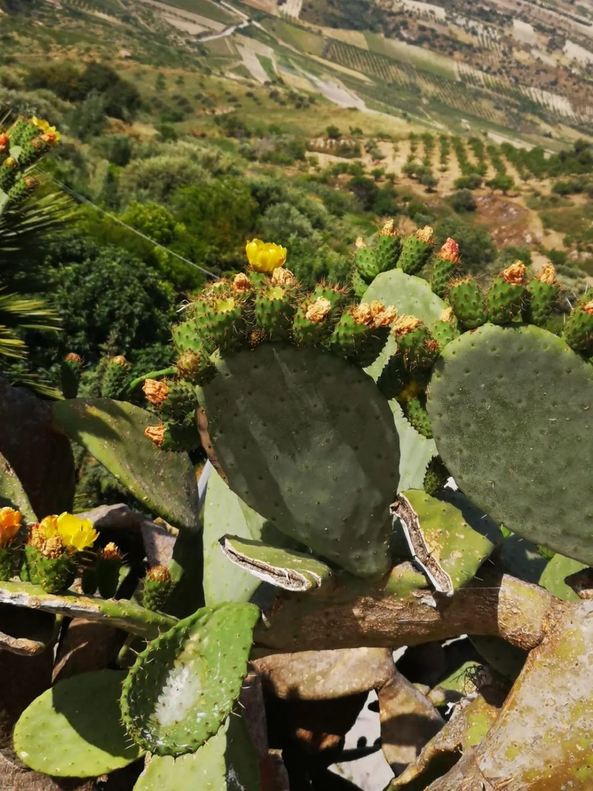 Bird's eye view in Antico Borgo dei Templi