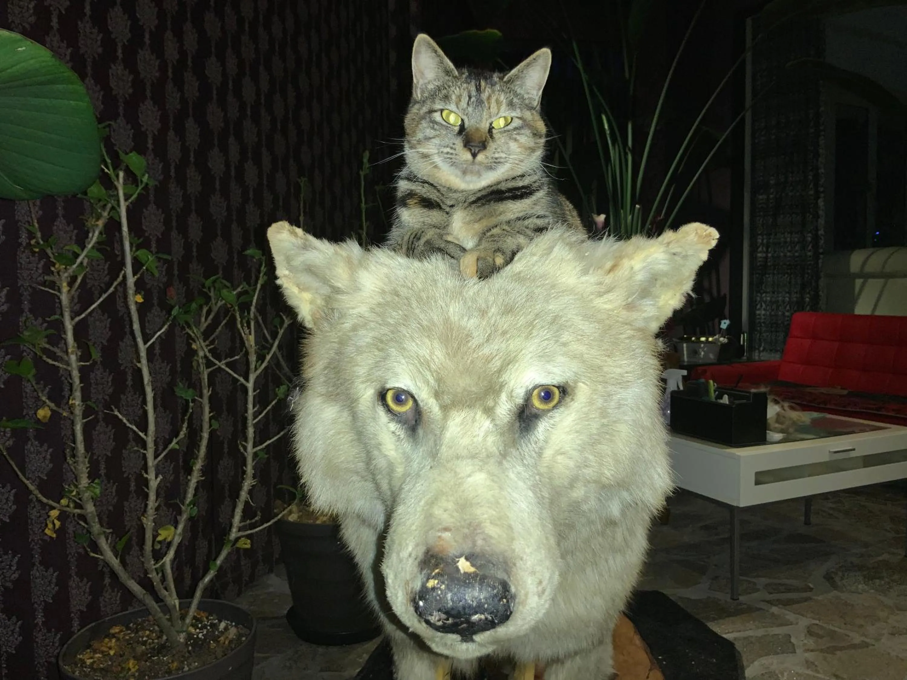 Pets in Kakureyado Fujikawaguchiko