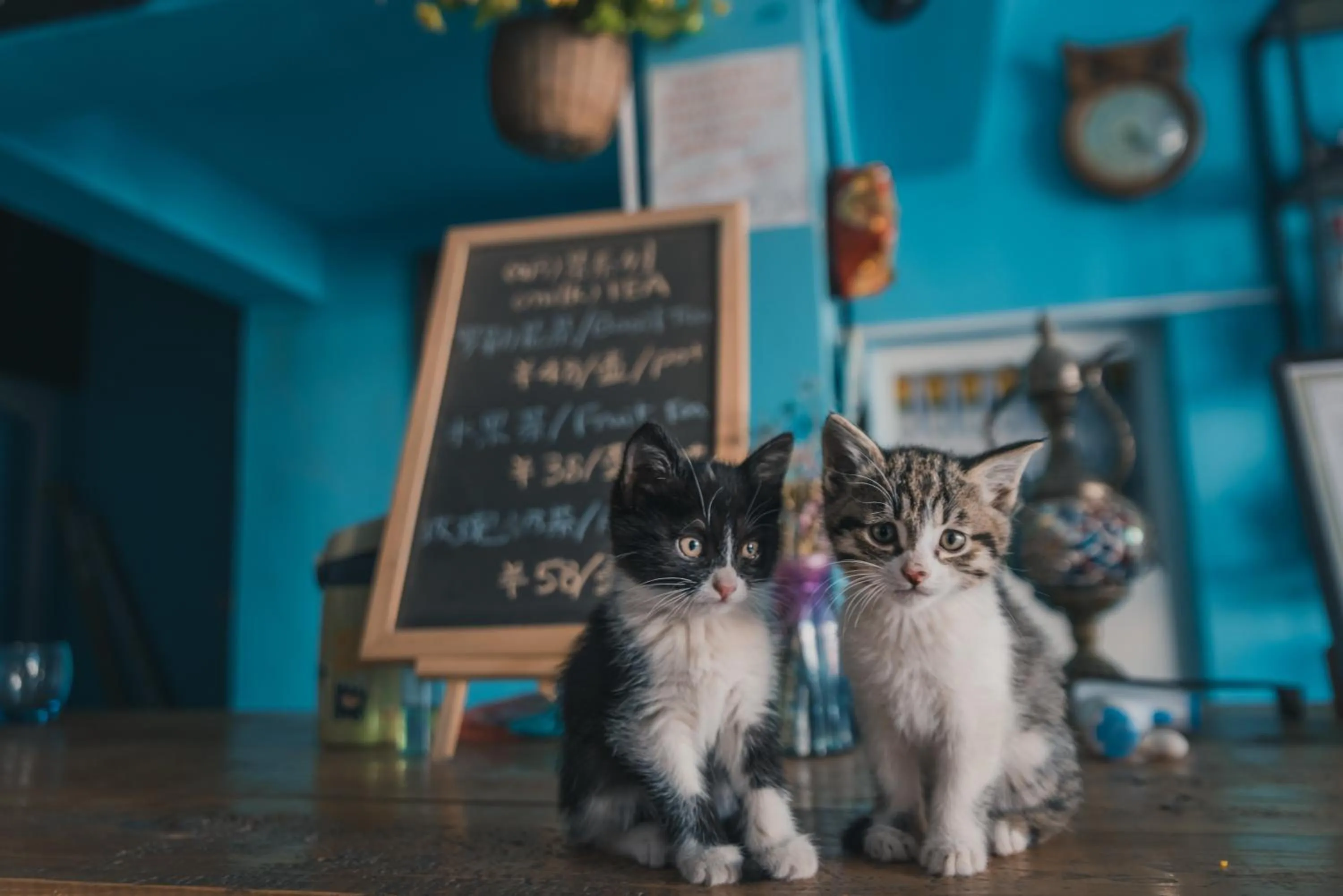 Pets in New Dap Hostel (in Grape Town)