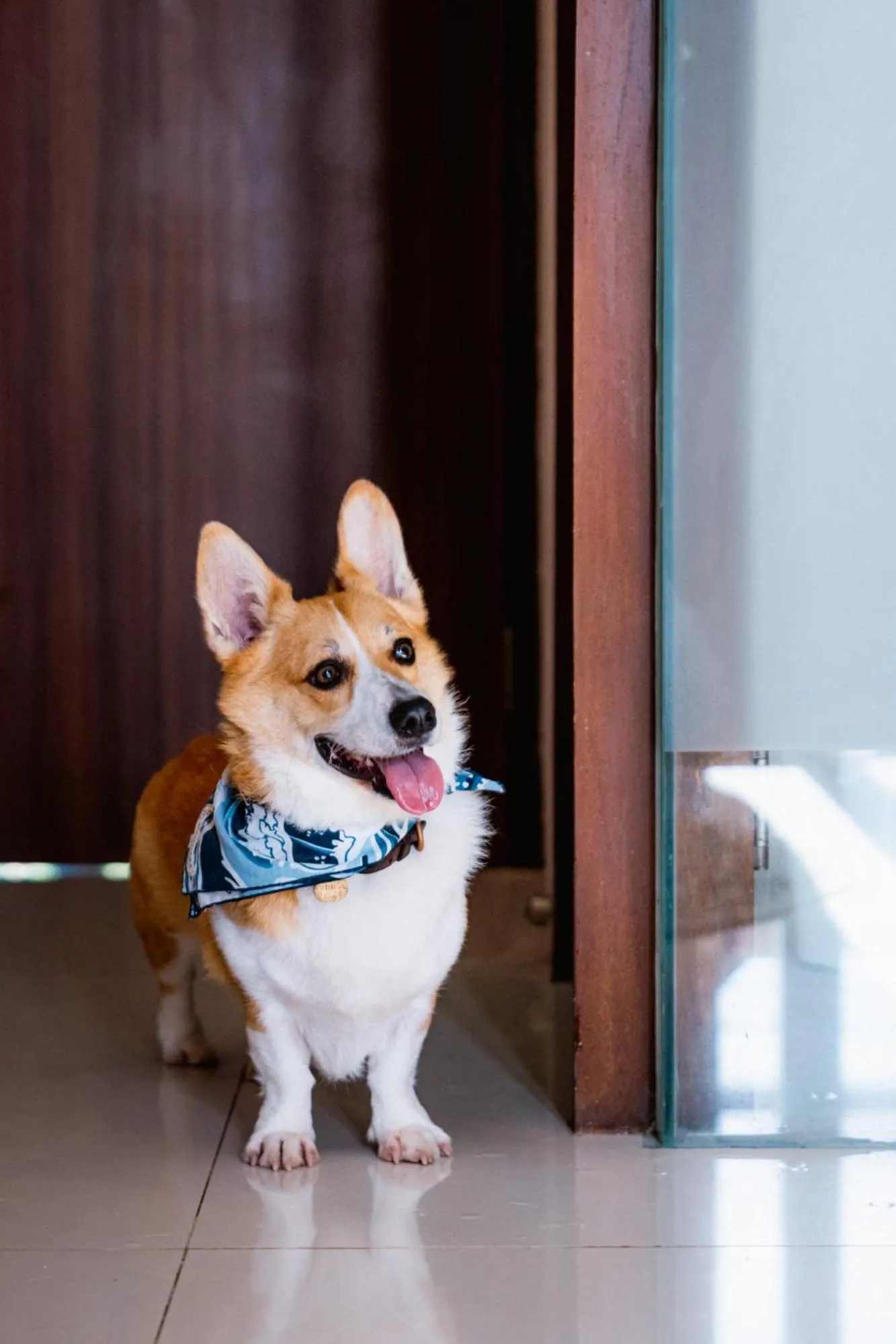 Pets in Pelangi 148 Beach Suites