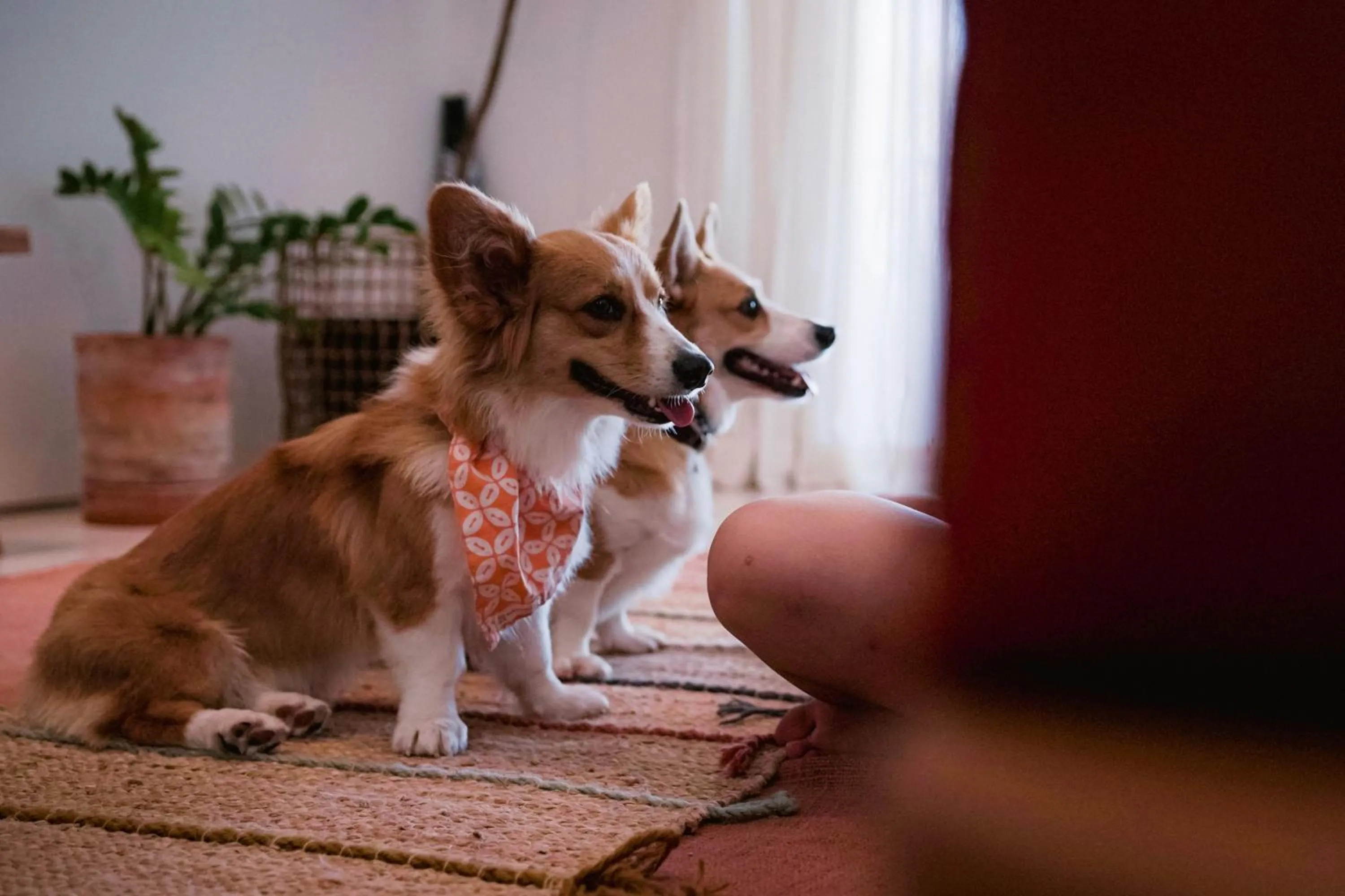 Pets in Pelangi 148 Beach Suites