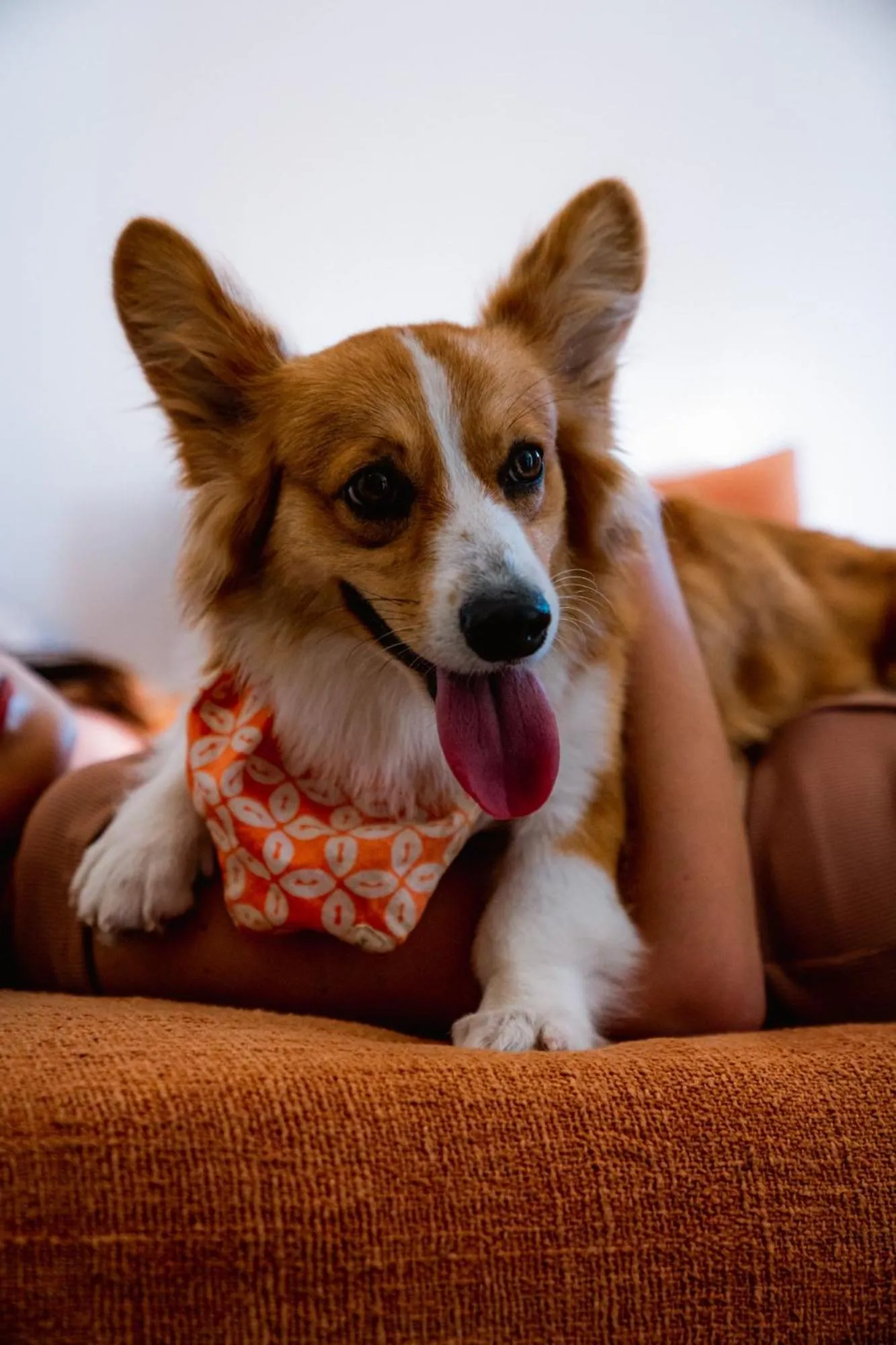 Pets in Pelangi 148 Beach Suites