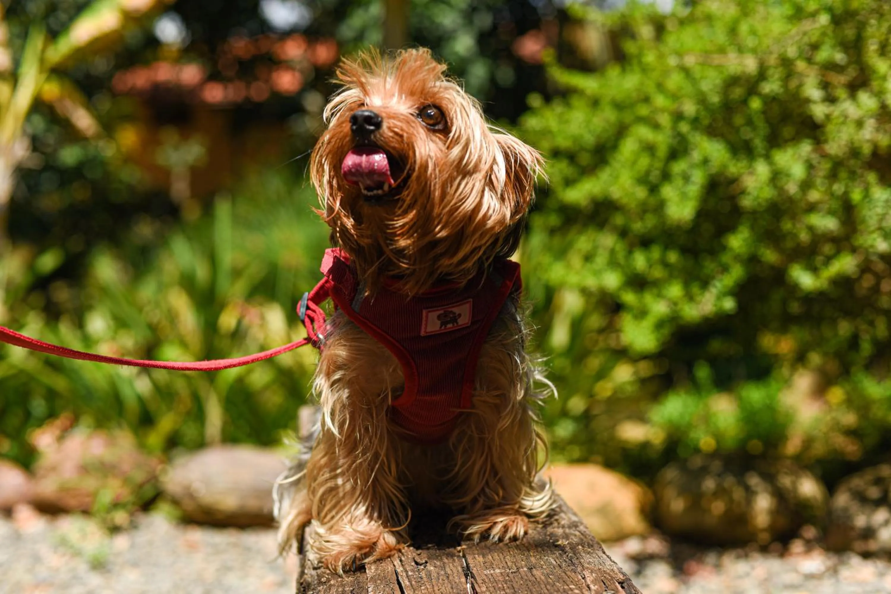 Pets in Hotel Terra Barichara
