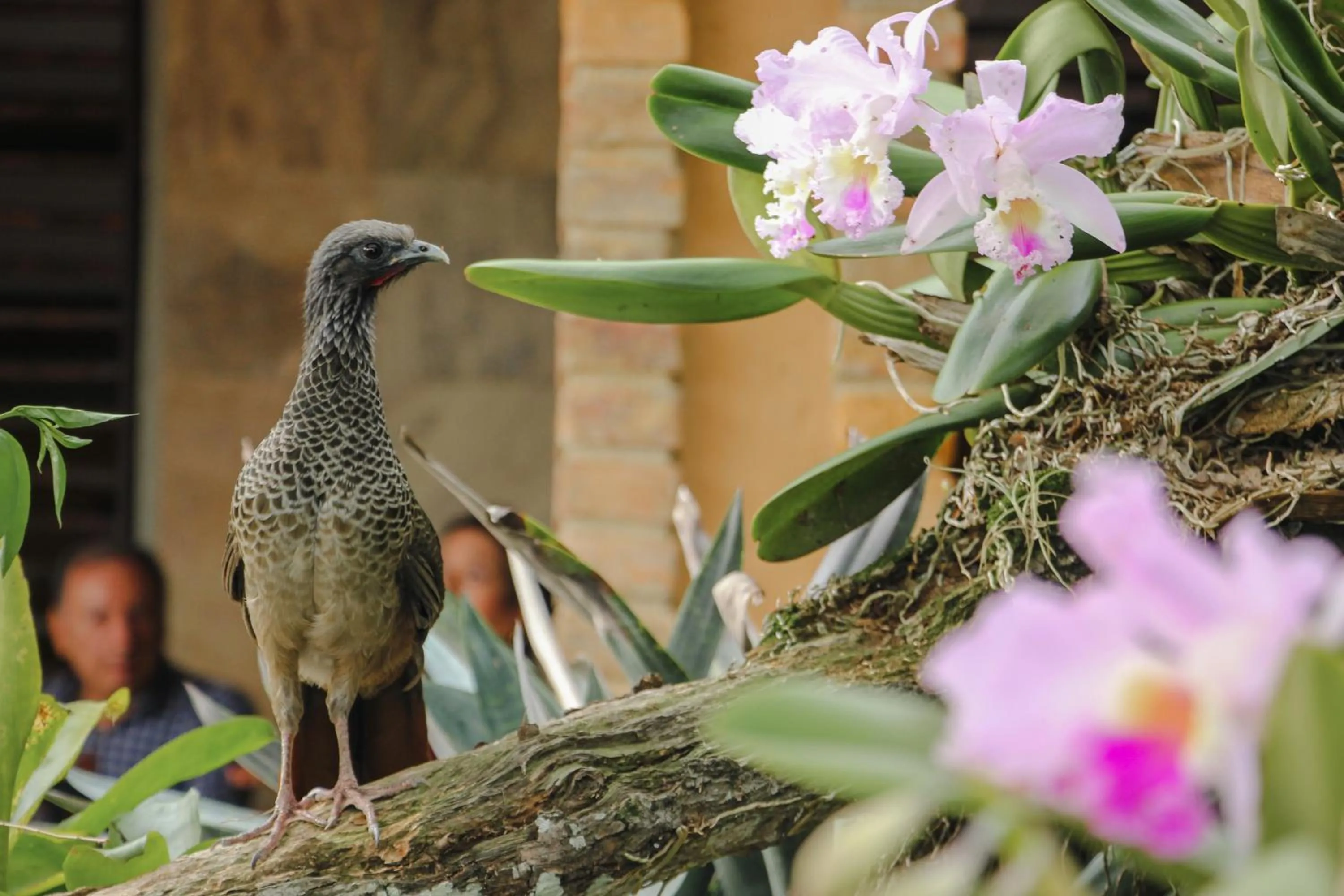Natural landscape in Hotel Terra Barichara