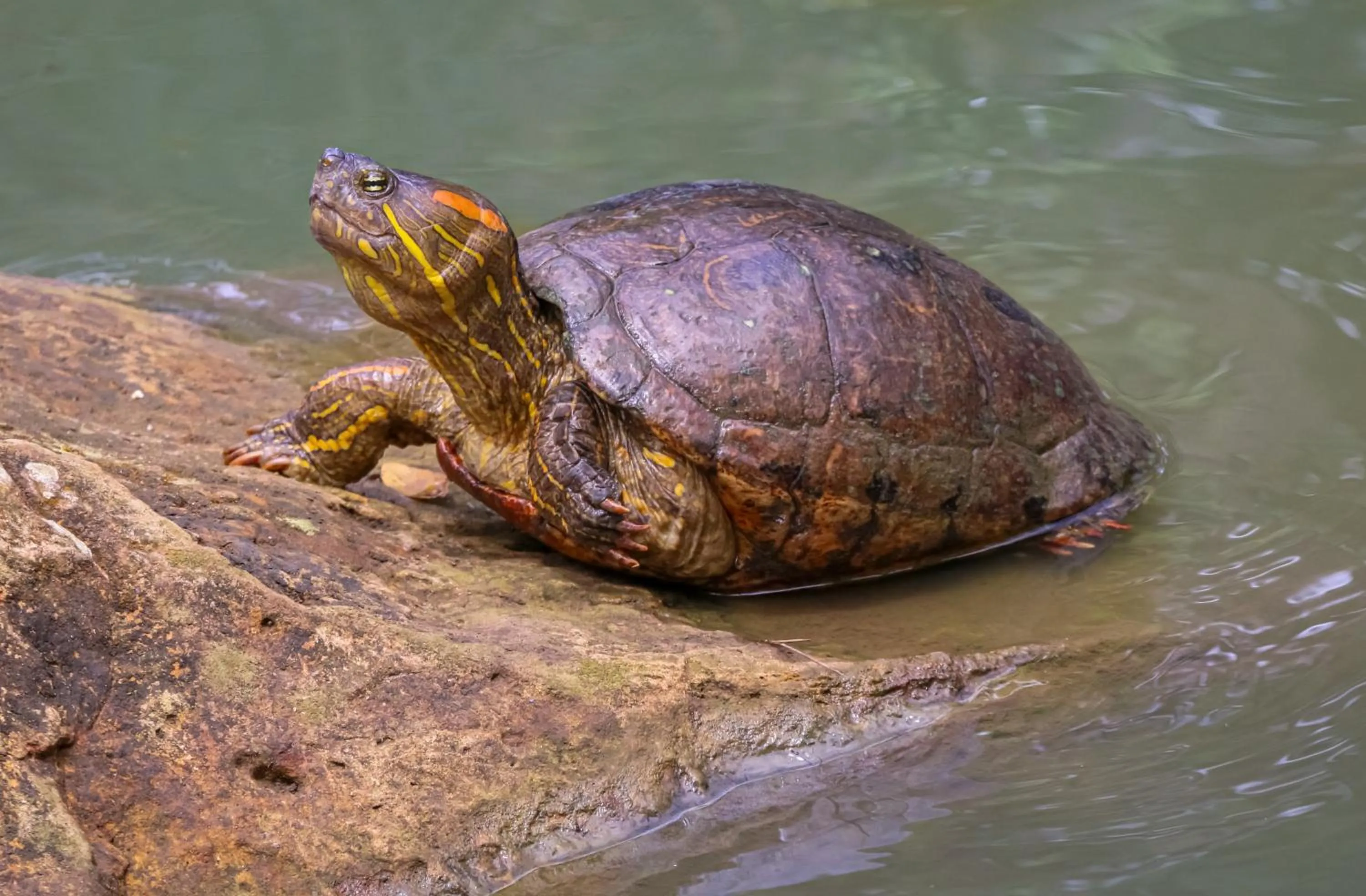 Lake view in Hotel Terra Barichara