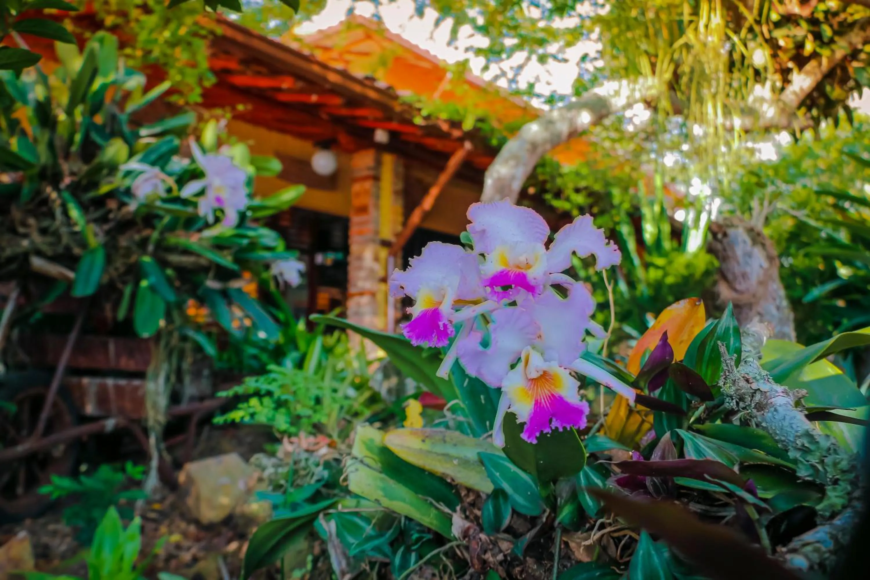 Garden in Hotel Terra Barichara