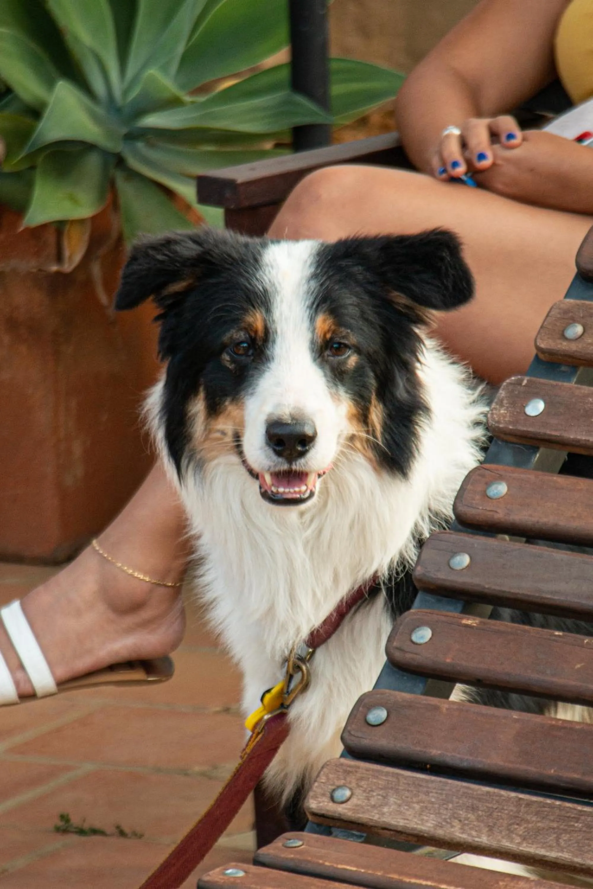 Animals in Hotel Terra Barichara