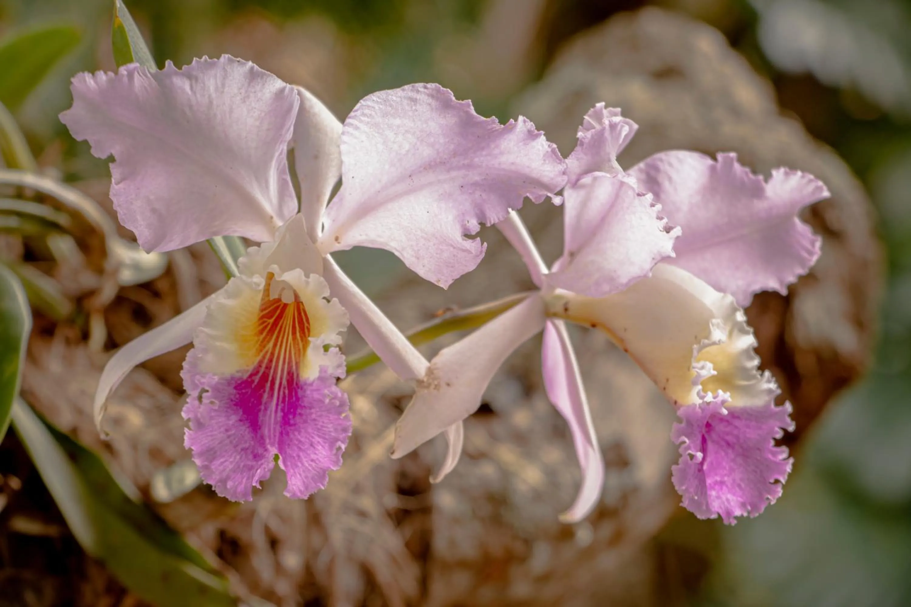 Natural landscape in Hotel Terra Barichara