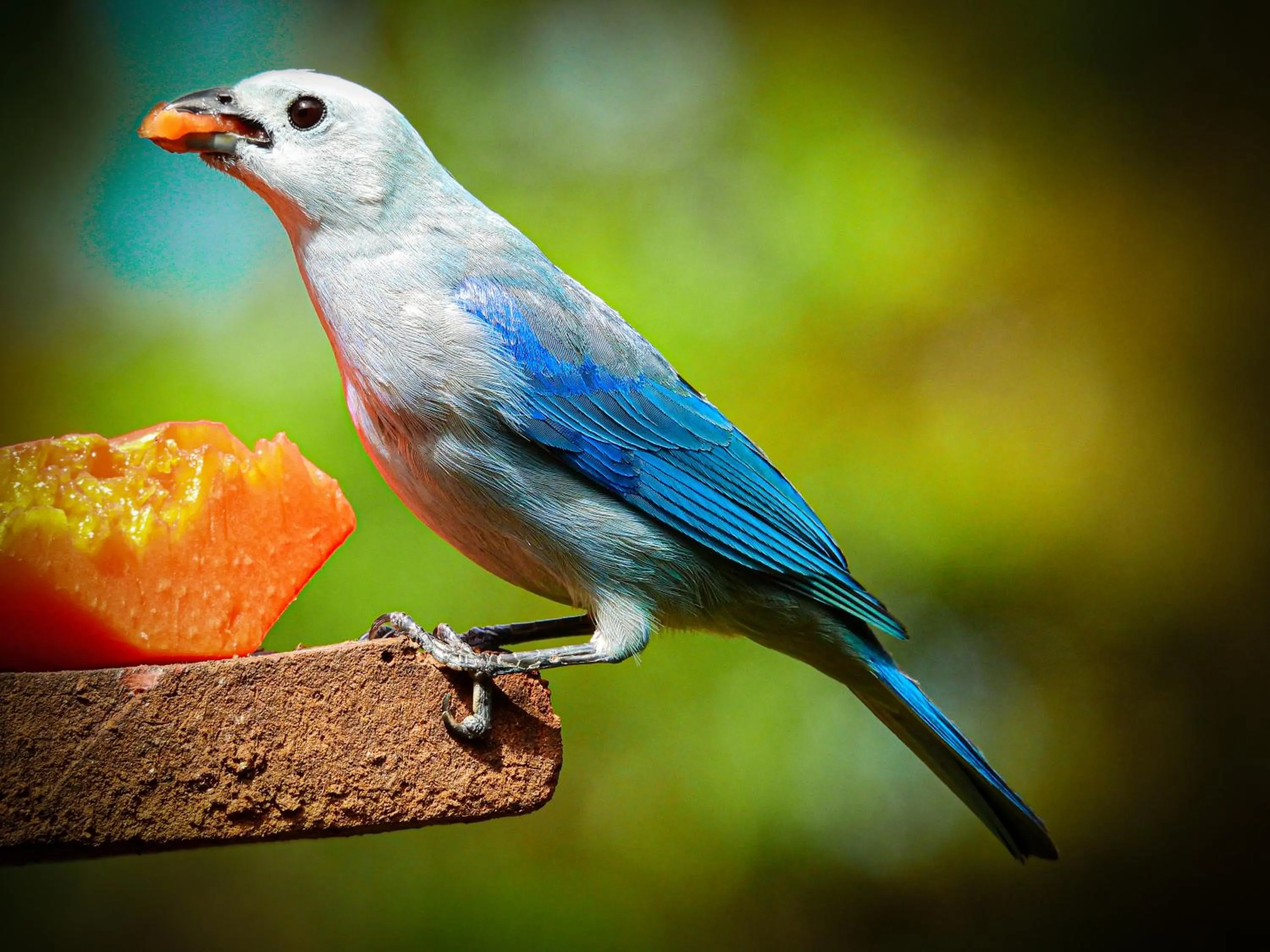 Animals in Hotel Terra Barichara