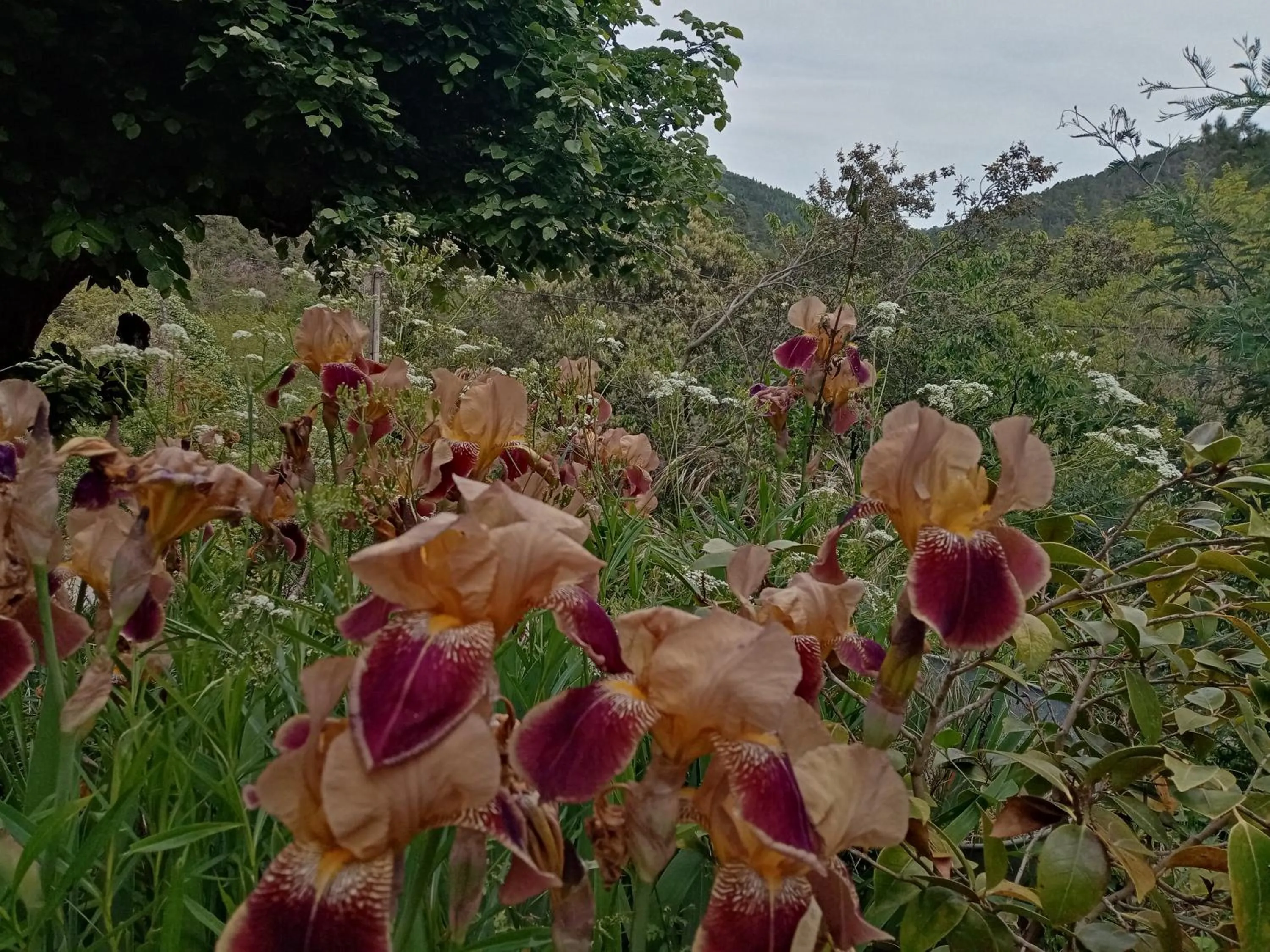 Le mas des sources cevenol Le chambon