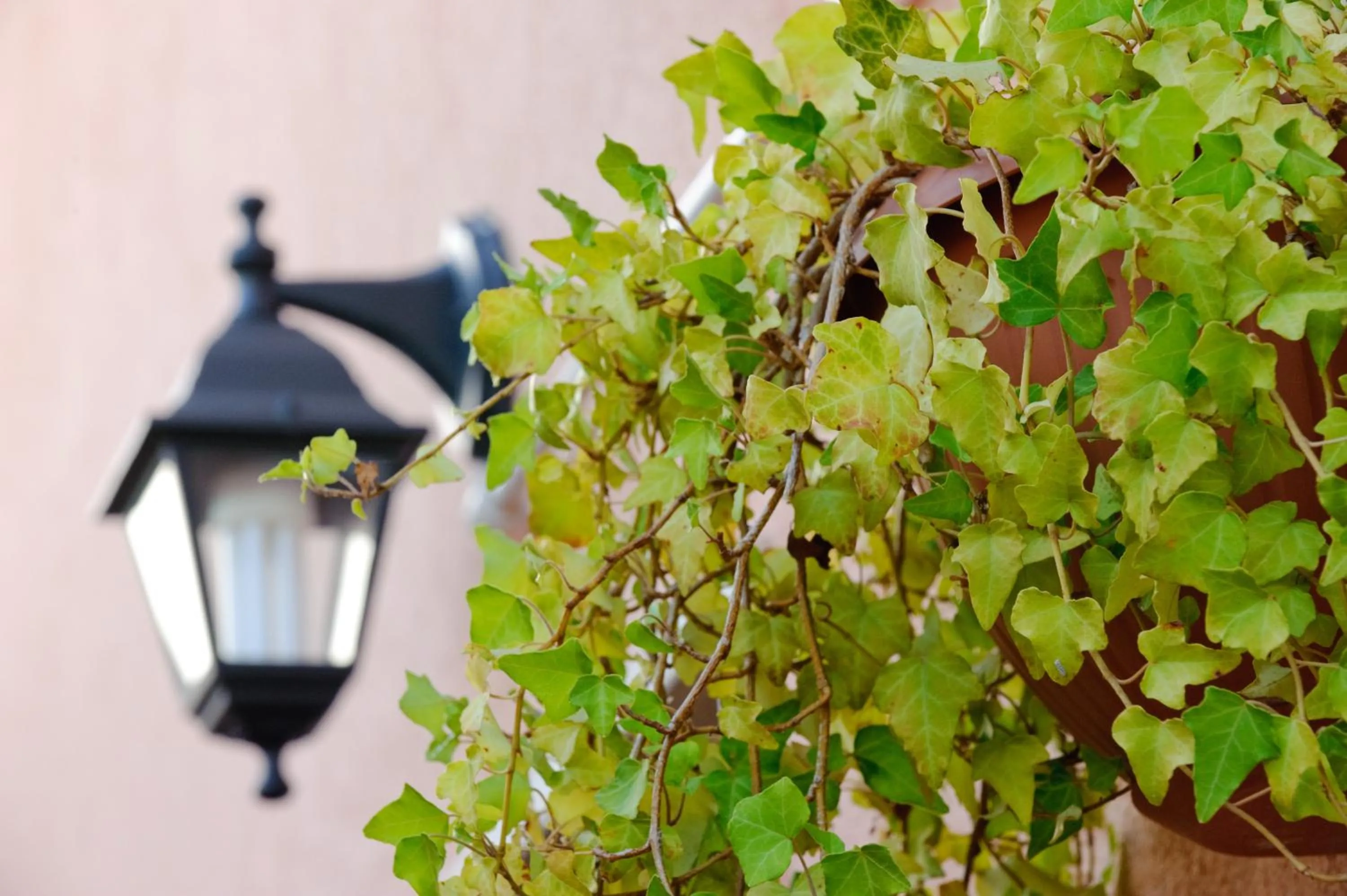 Decorative detail in Il Viottolo