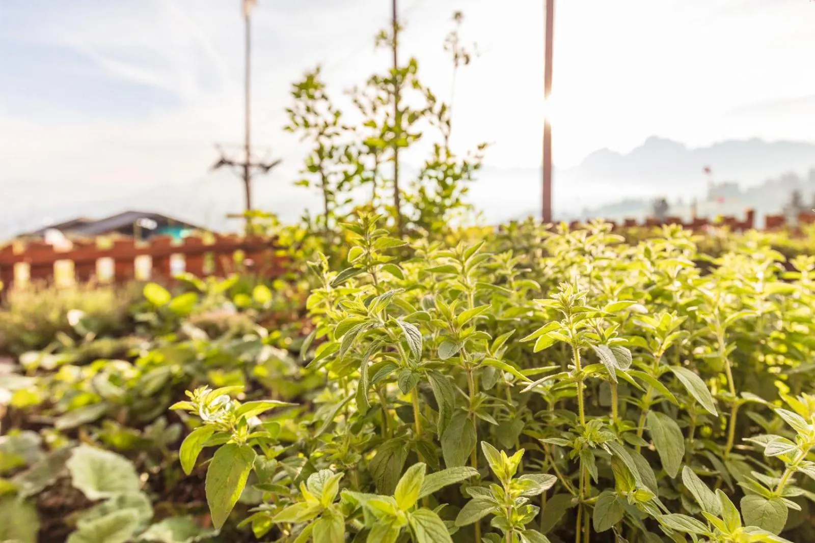 Garden in Rinderberg Lodge
