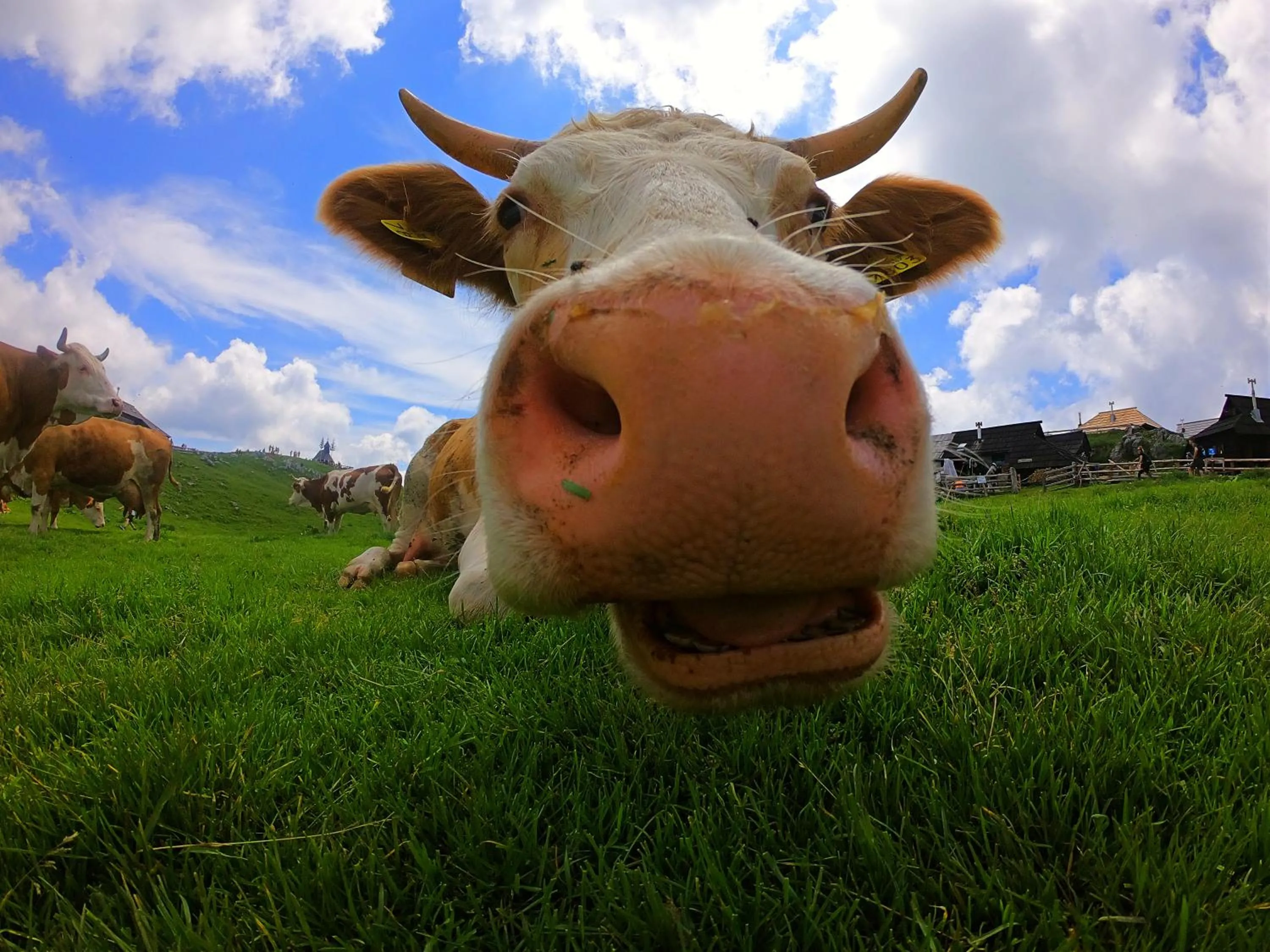 Koča Zlatorog - Velika planina