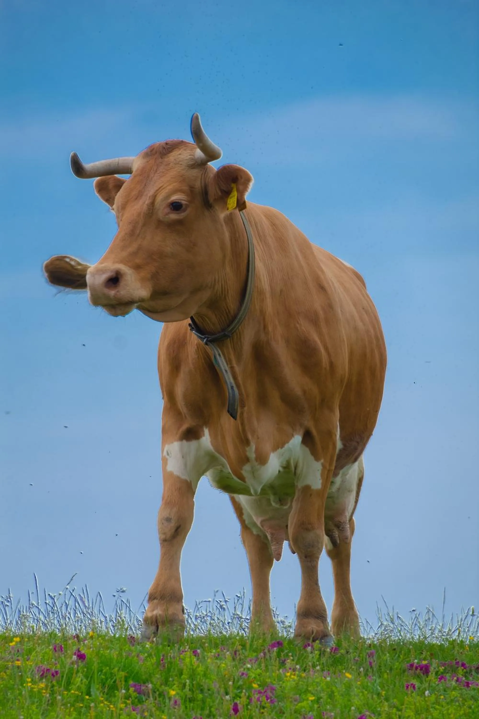 Koča Zlatorog - Velika planina
