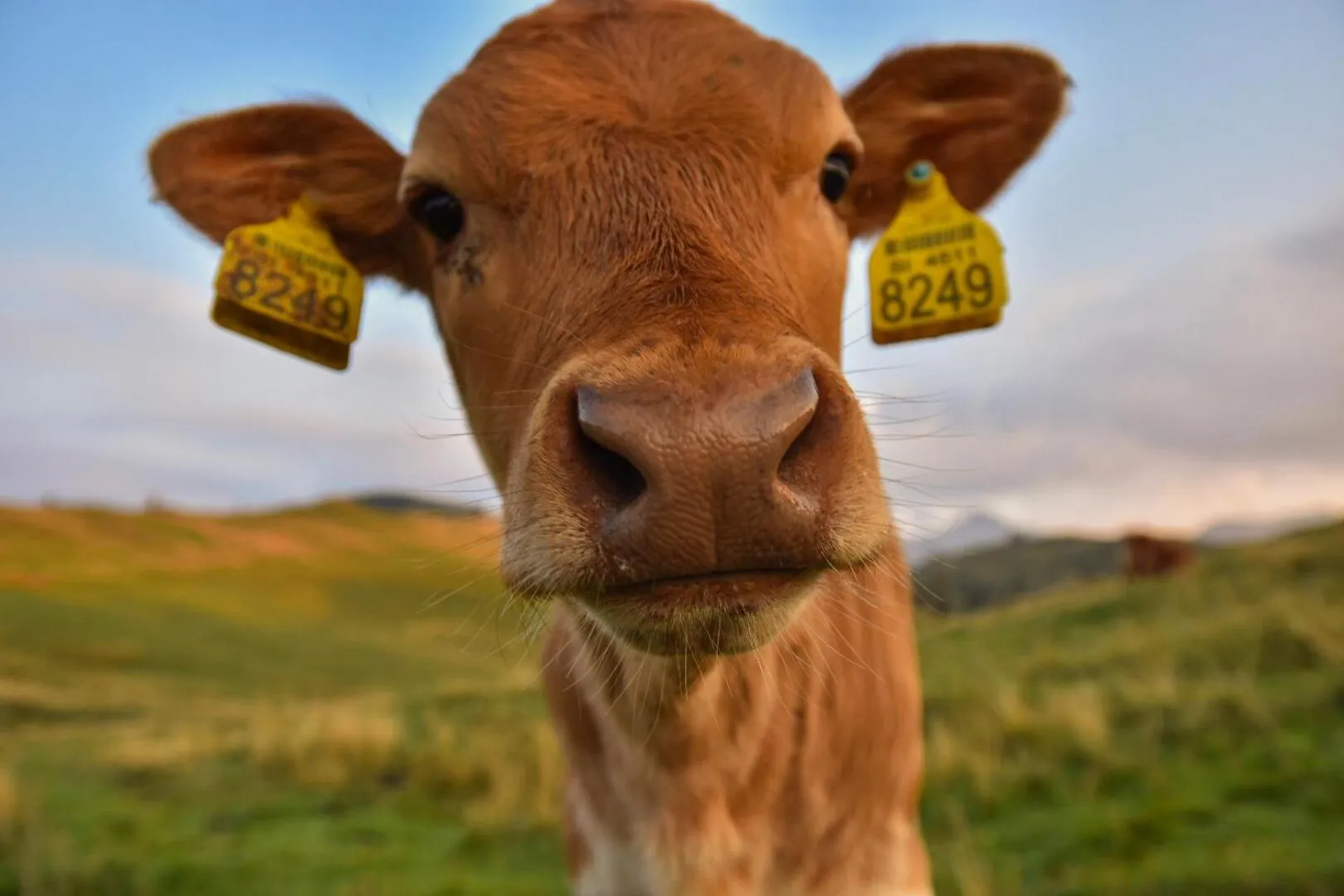 Koča Zlatorog - Velika planina