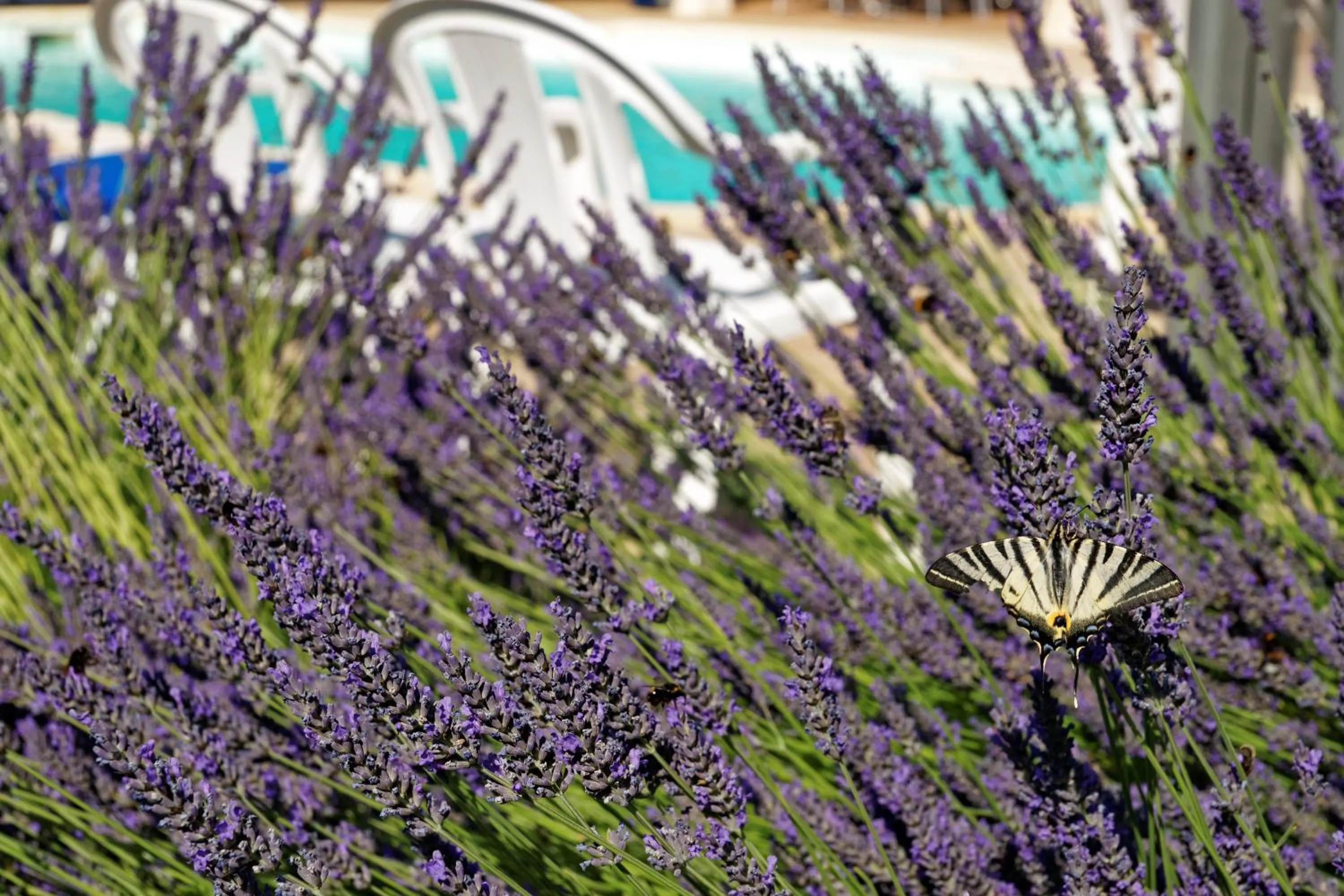 Pool view in Logis Des Trois Maures