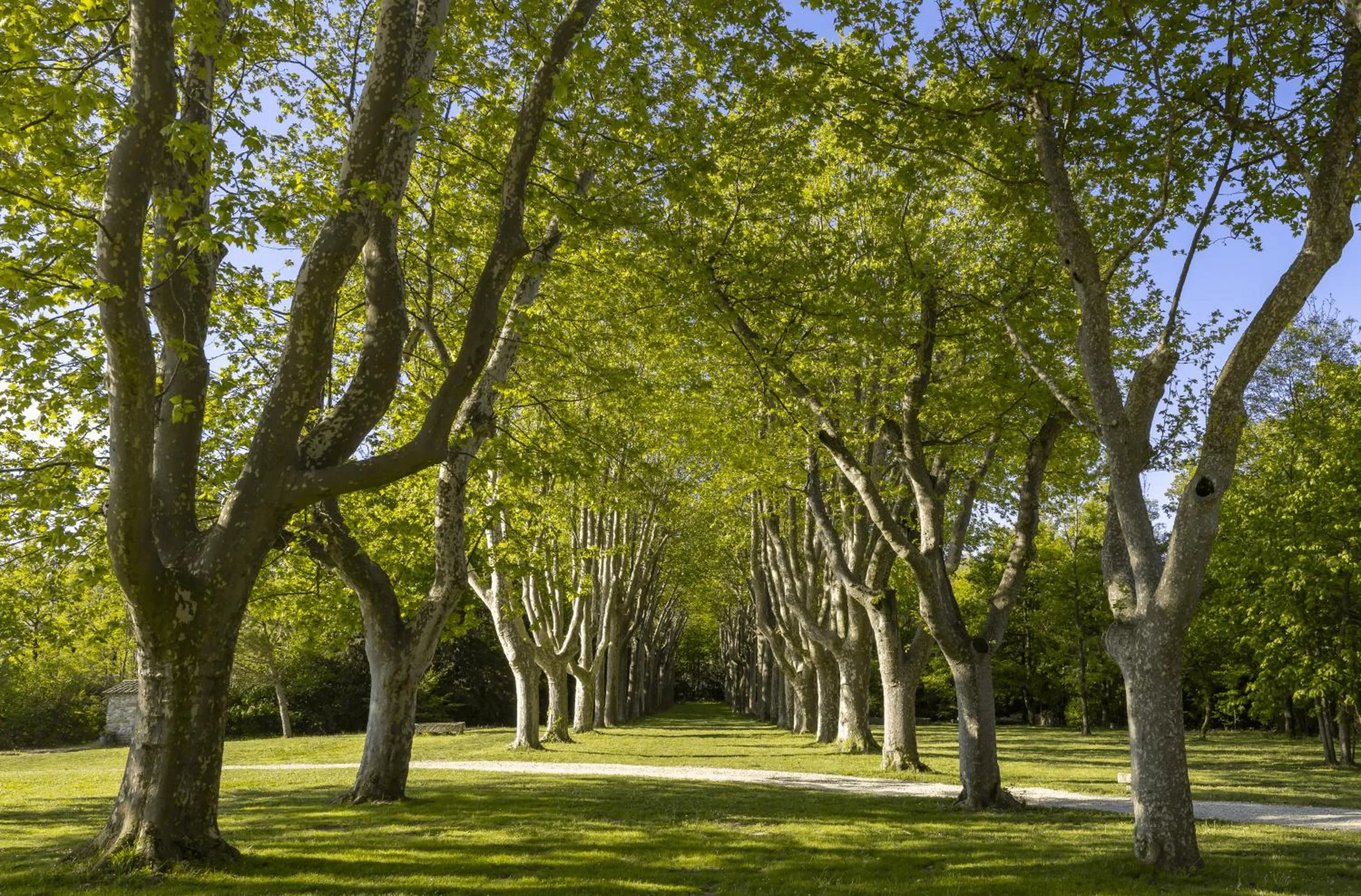 Château Les Oliviers de Salettes