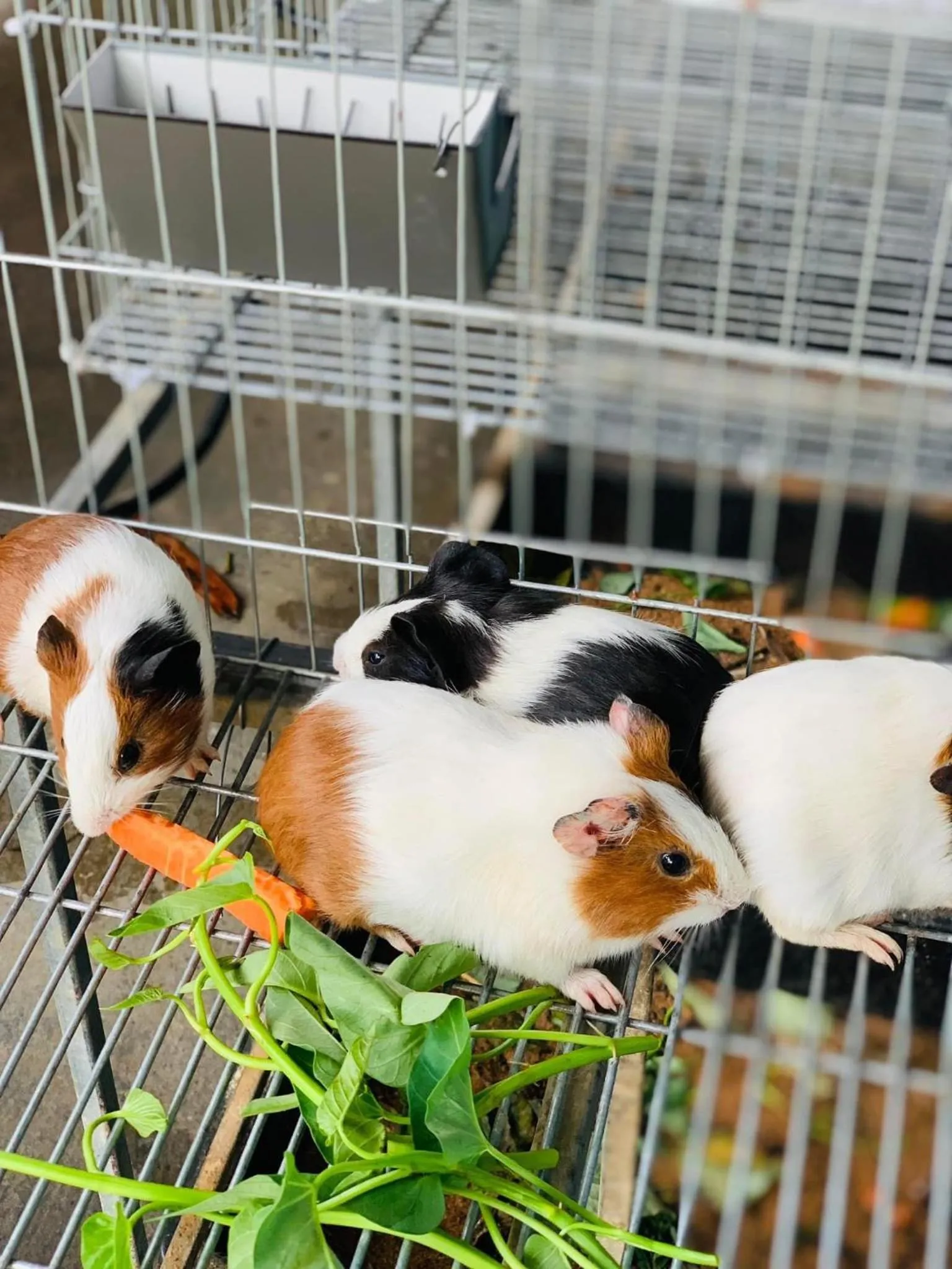 Animals in Hue Lotus Homestay