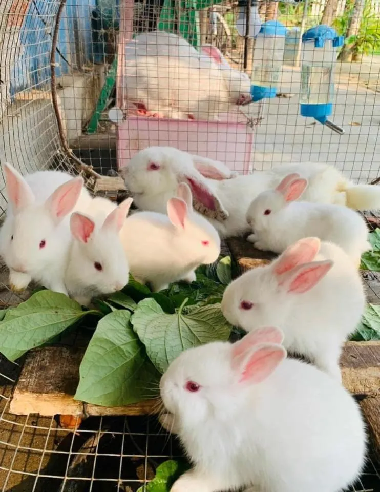 Animals in Hue Lotus Homestay