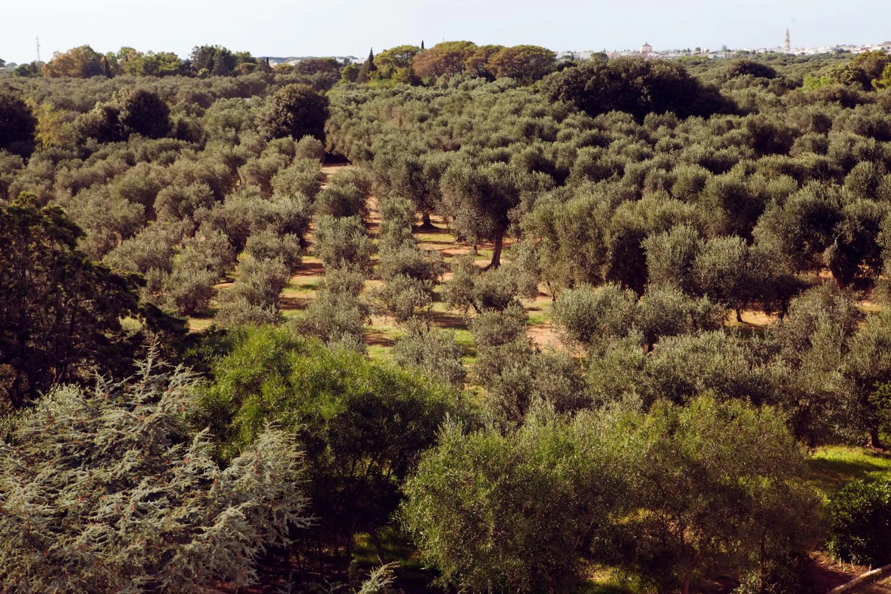 Natural landscape in Masseria Borgo Mortella