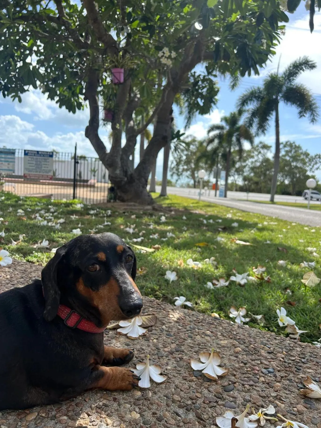 pet friendly in Ocean View Motel Bowen